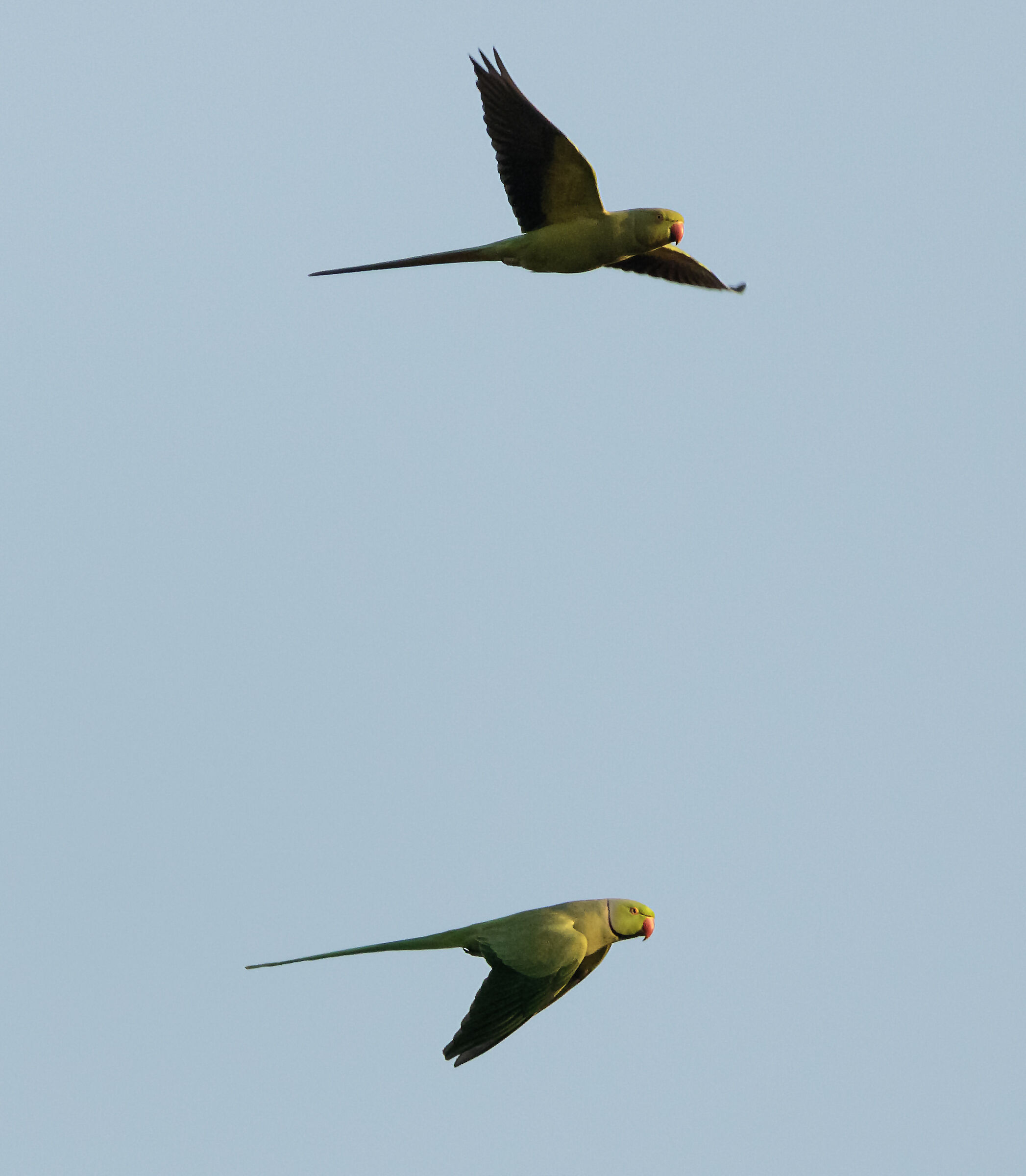 2 collared parakeets in flight 10/02/2023