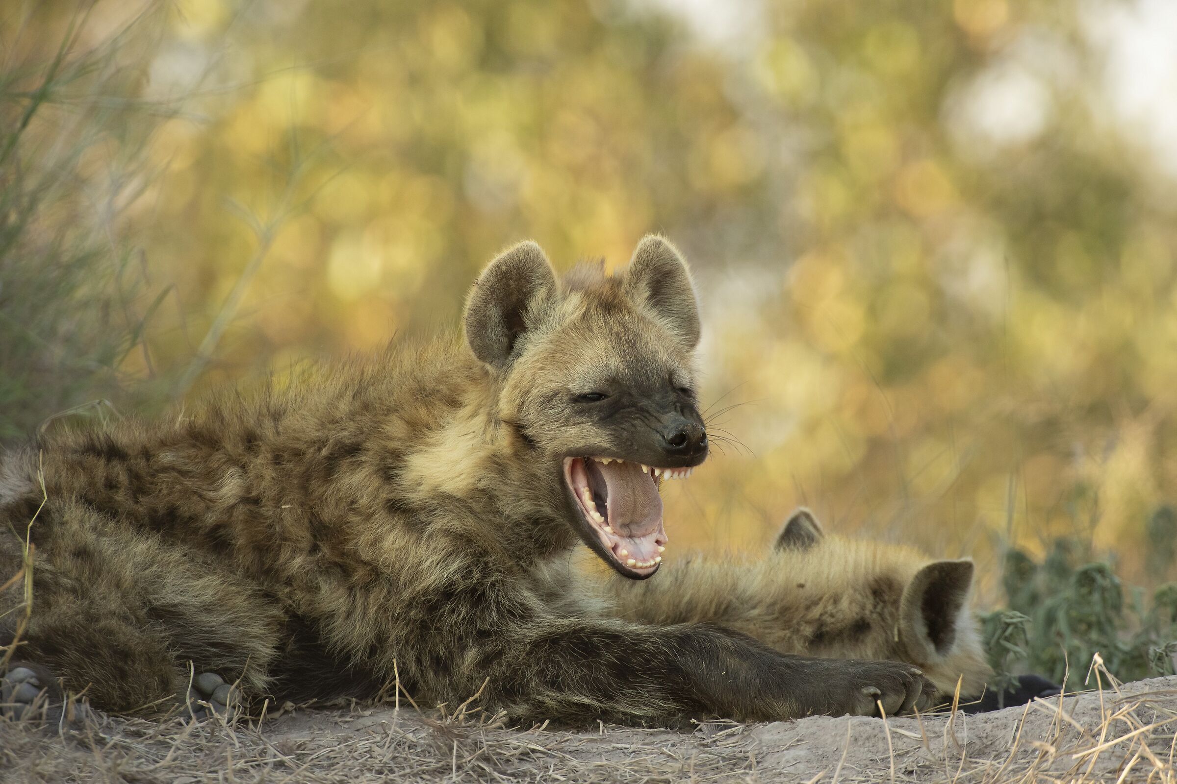 Regalami un sorriso...