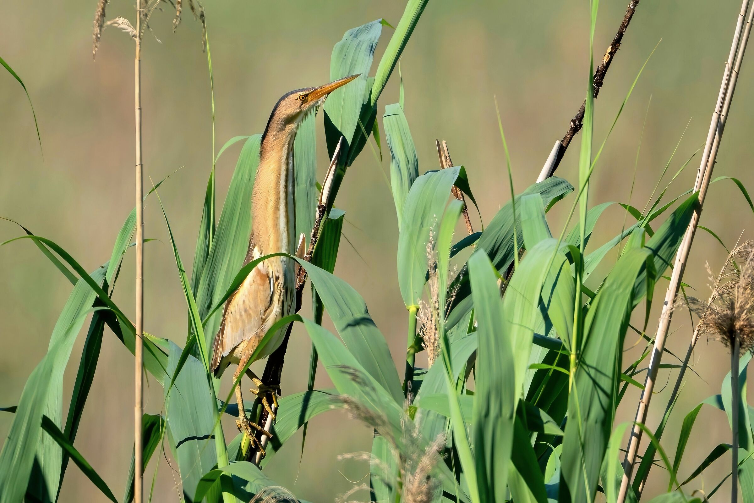Tarabusino (Ixobrychus minutus)