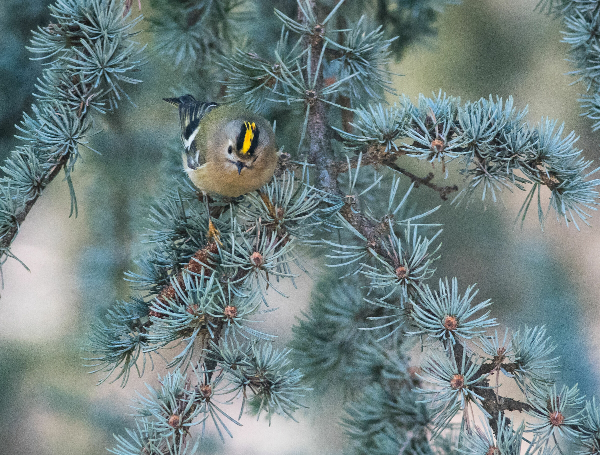 Fiorrancino...l'ultimo dei Mohicani