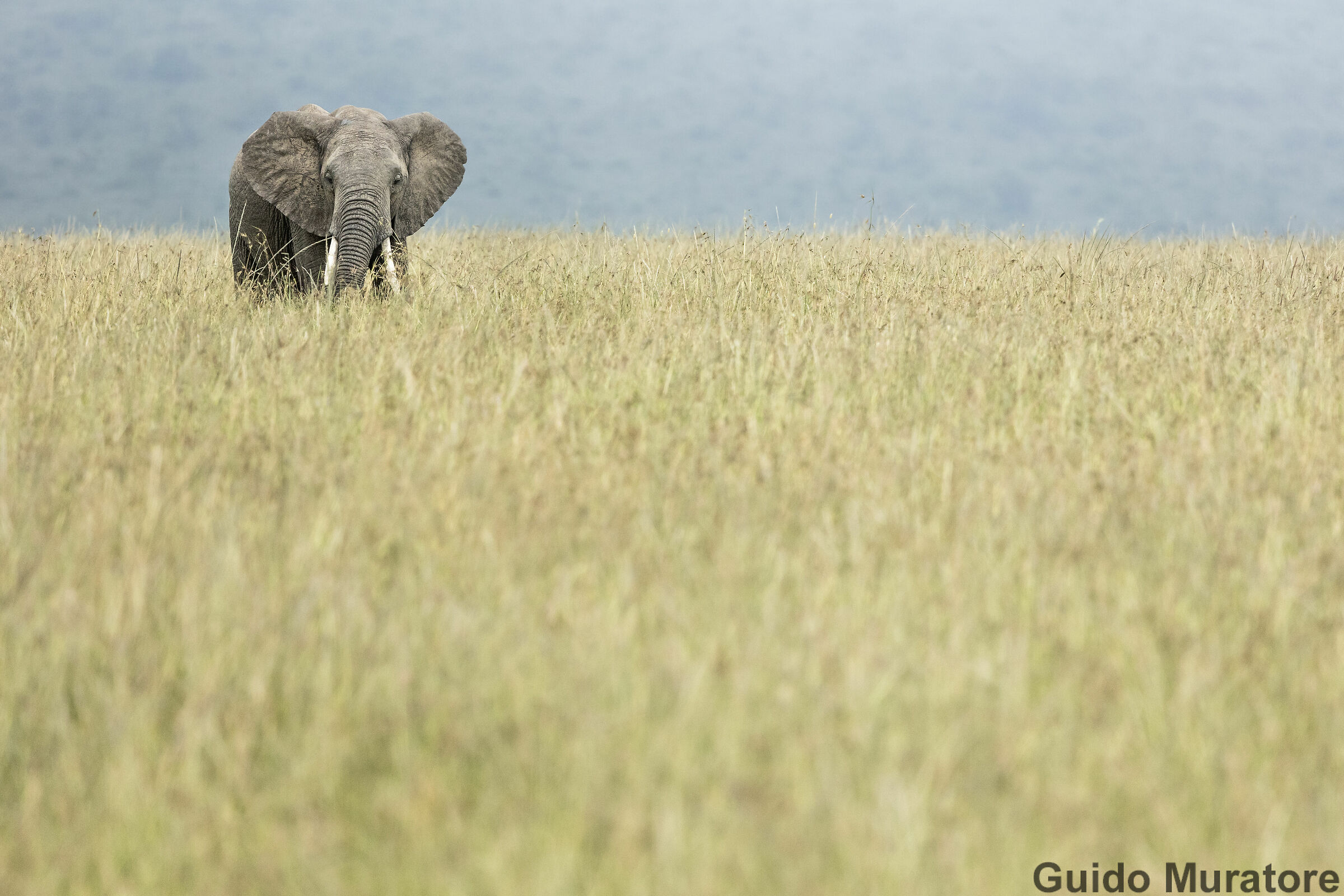 Savana