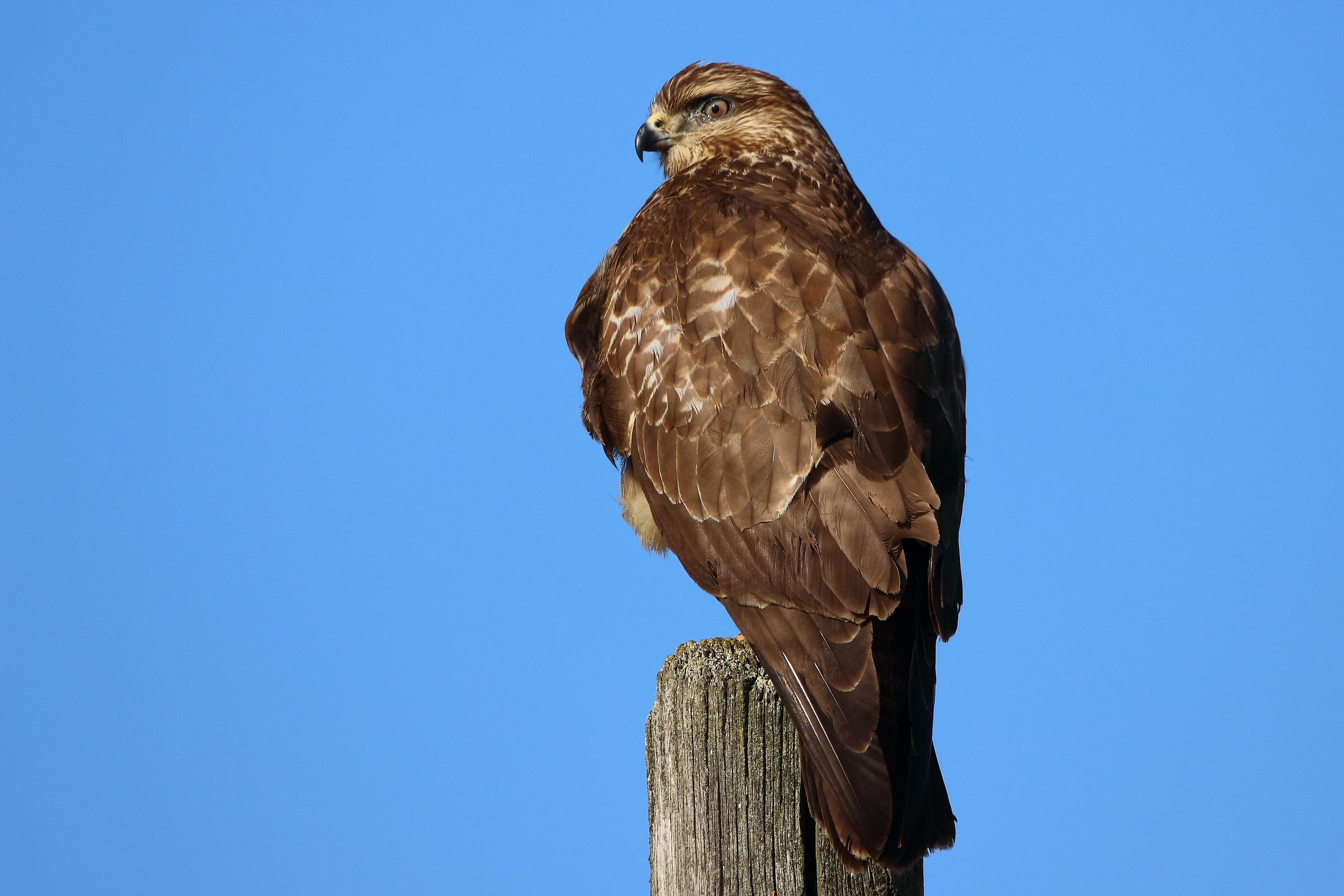 Buzzard