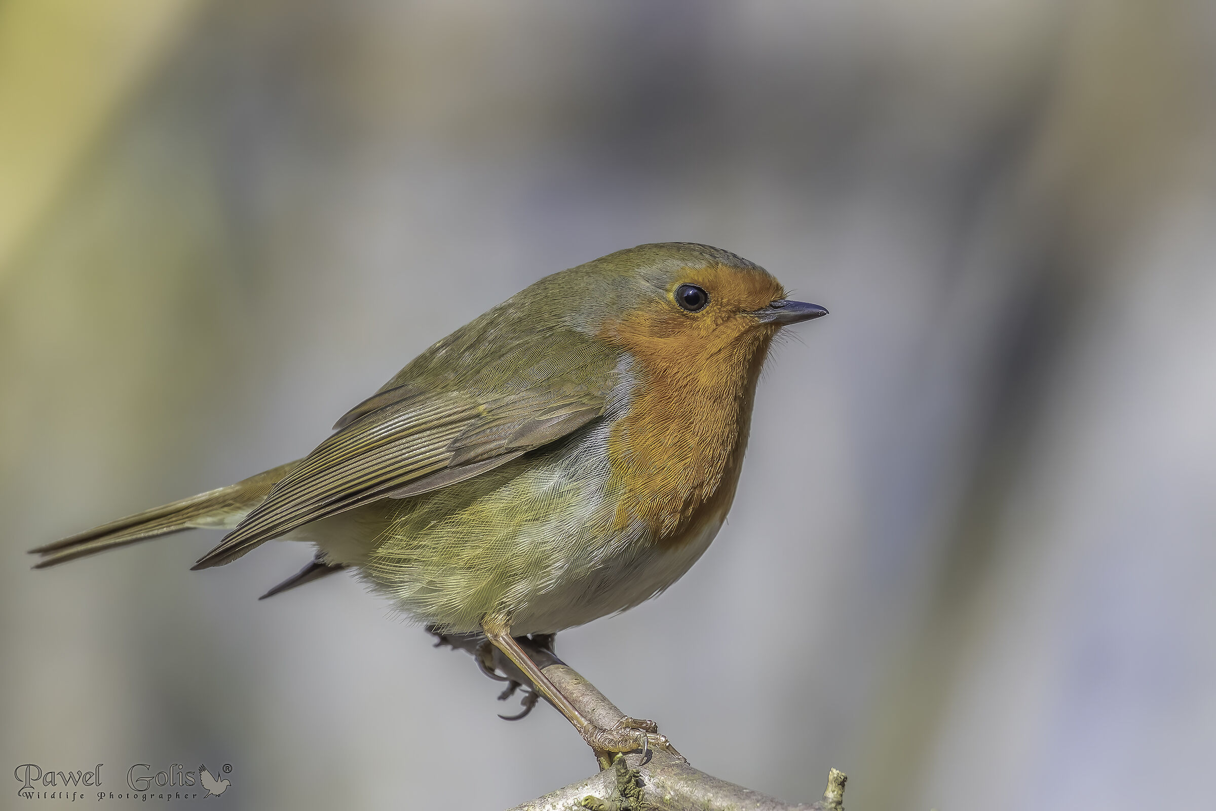 Pettirosso europeo (Erithacus rubecula)