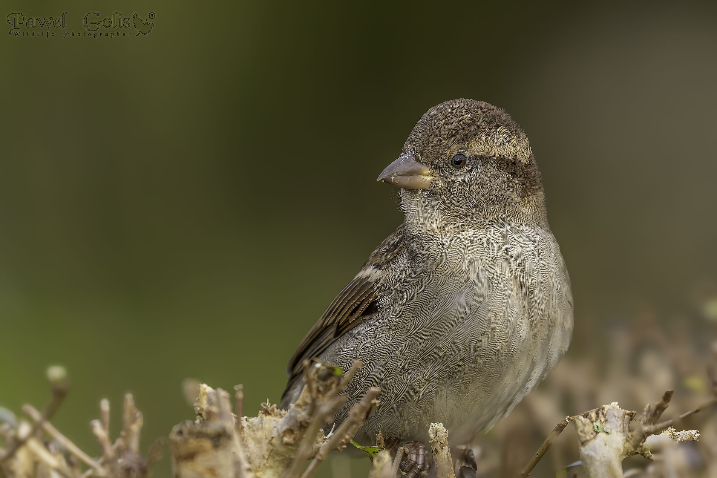 Passero domestico (Passer domesticus)