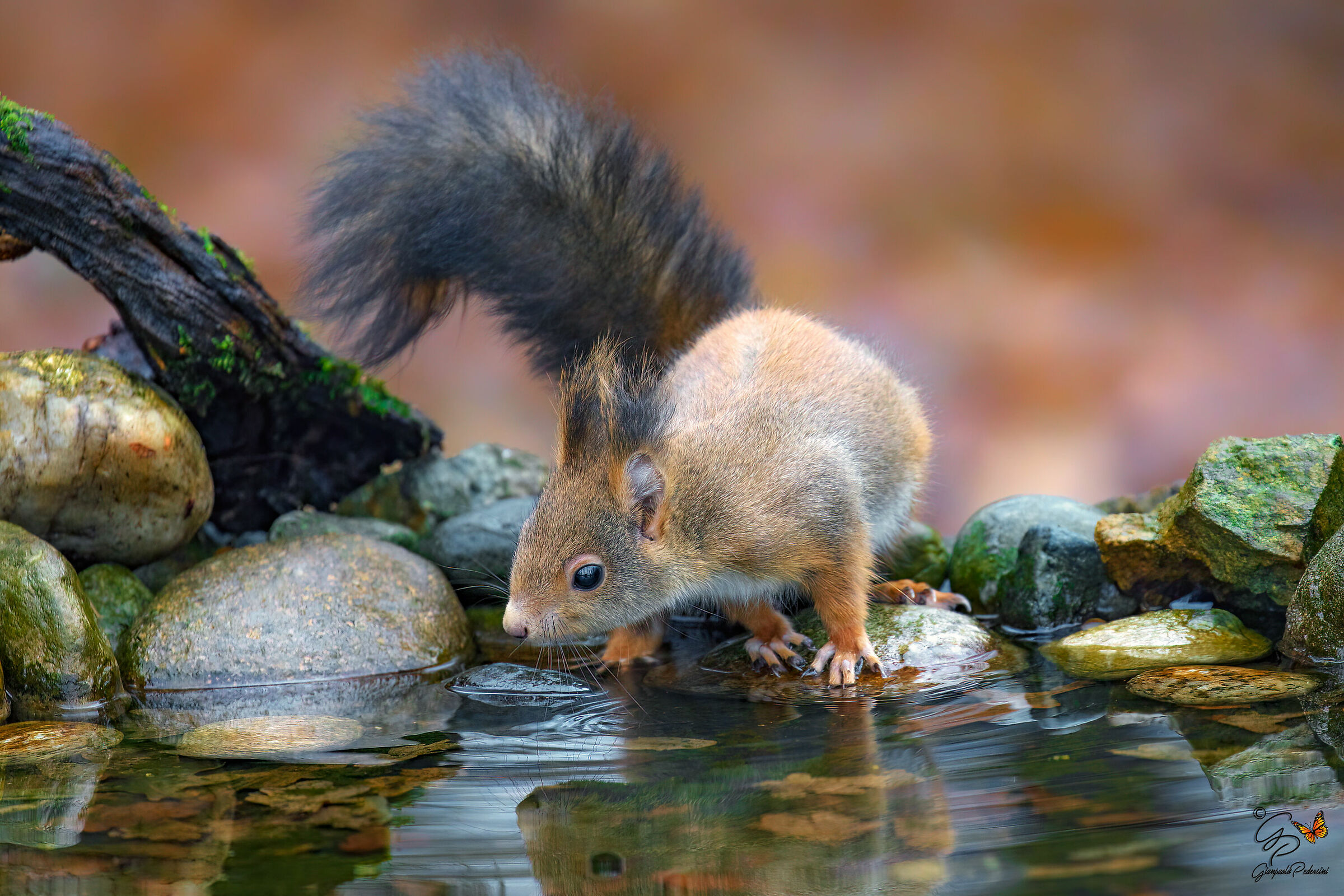 Squirrel