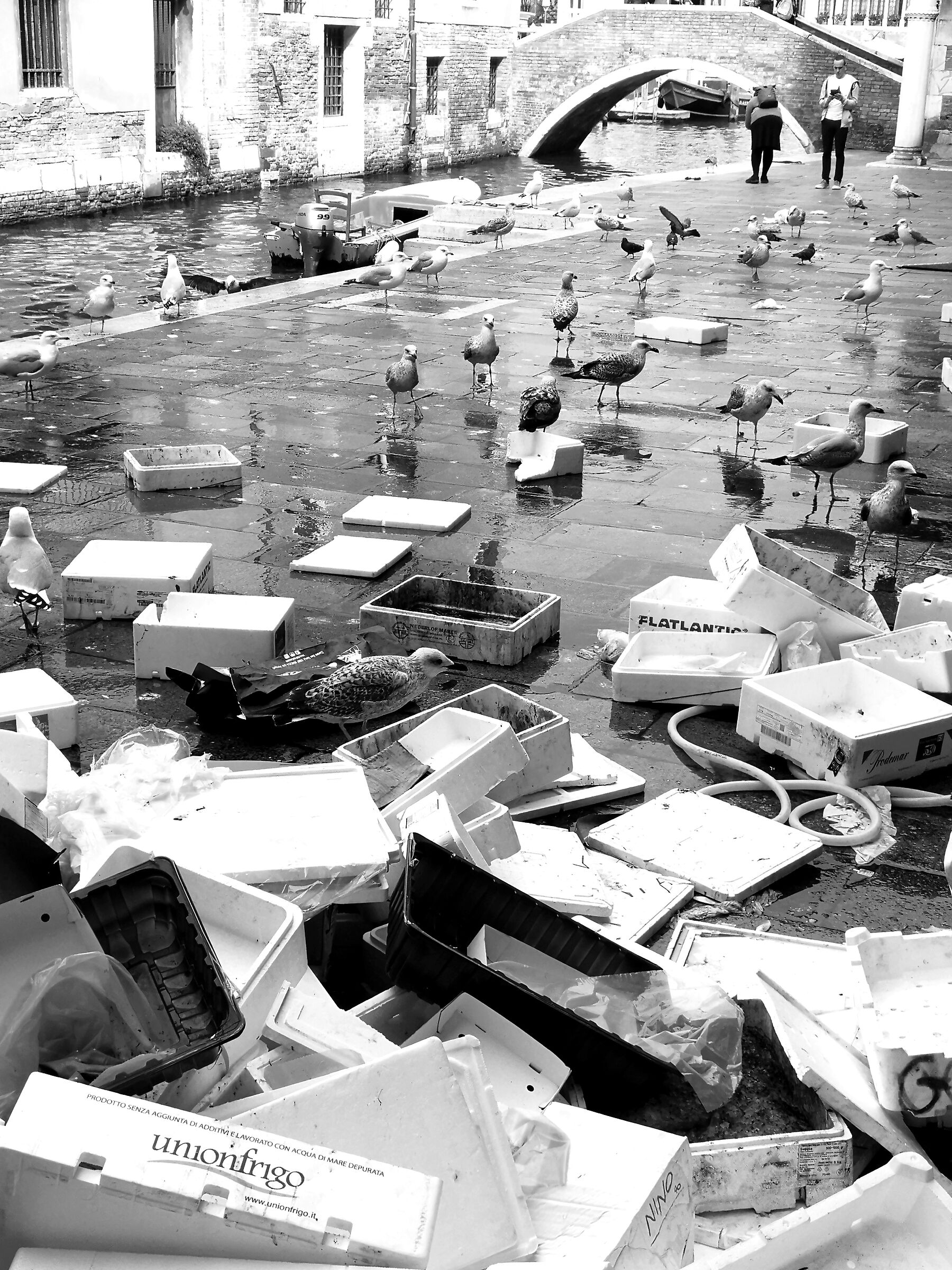 Gabbiani al mercato del pesce