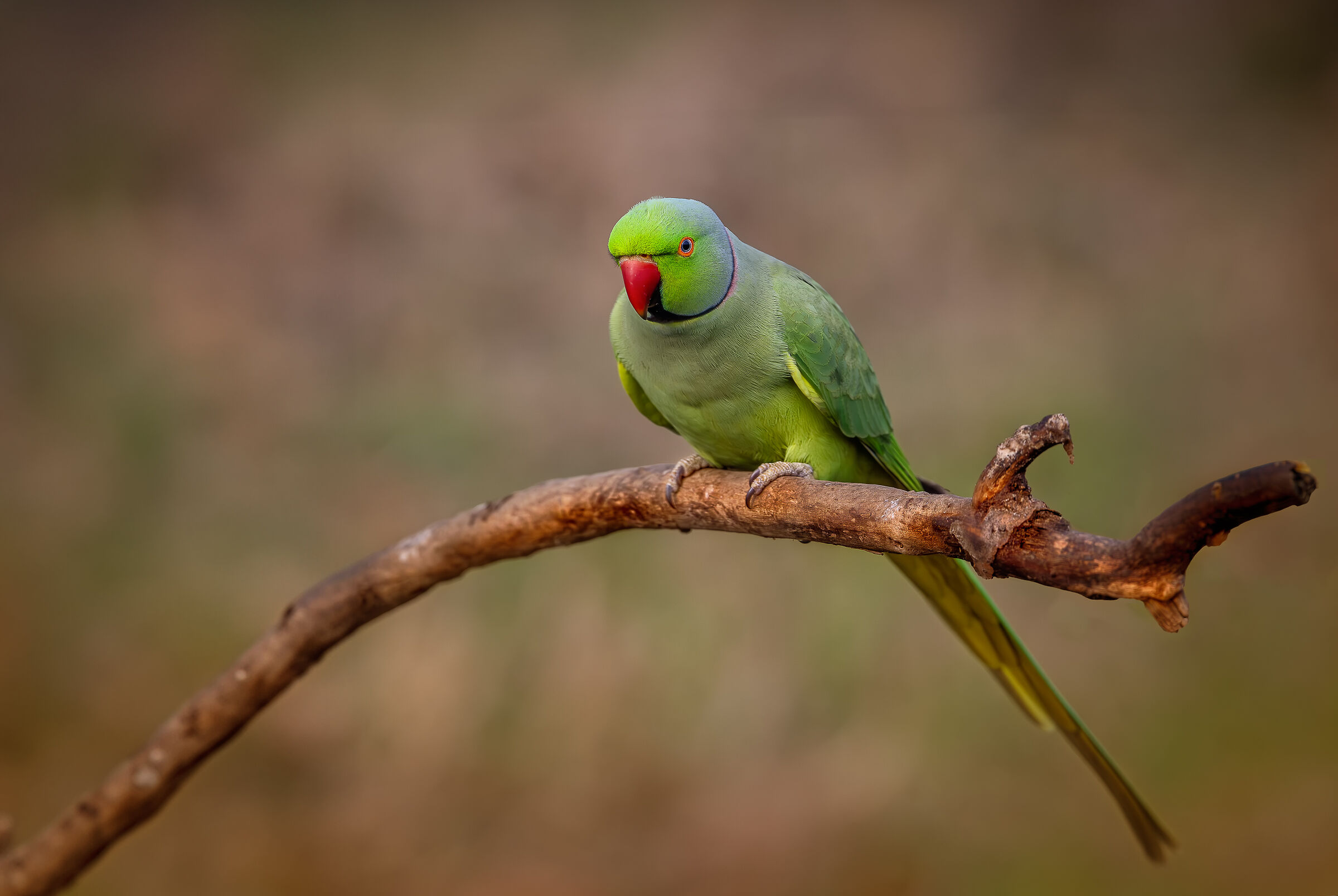 The Parakeet December 2023 Lobardia #capannocora