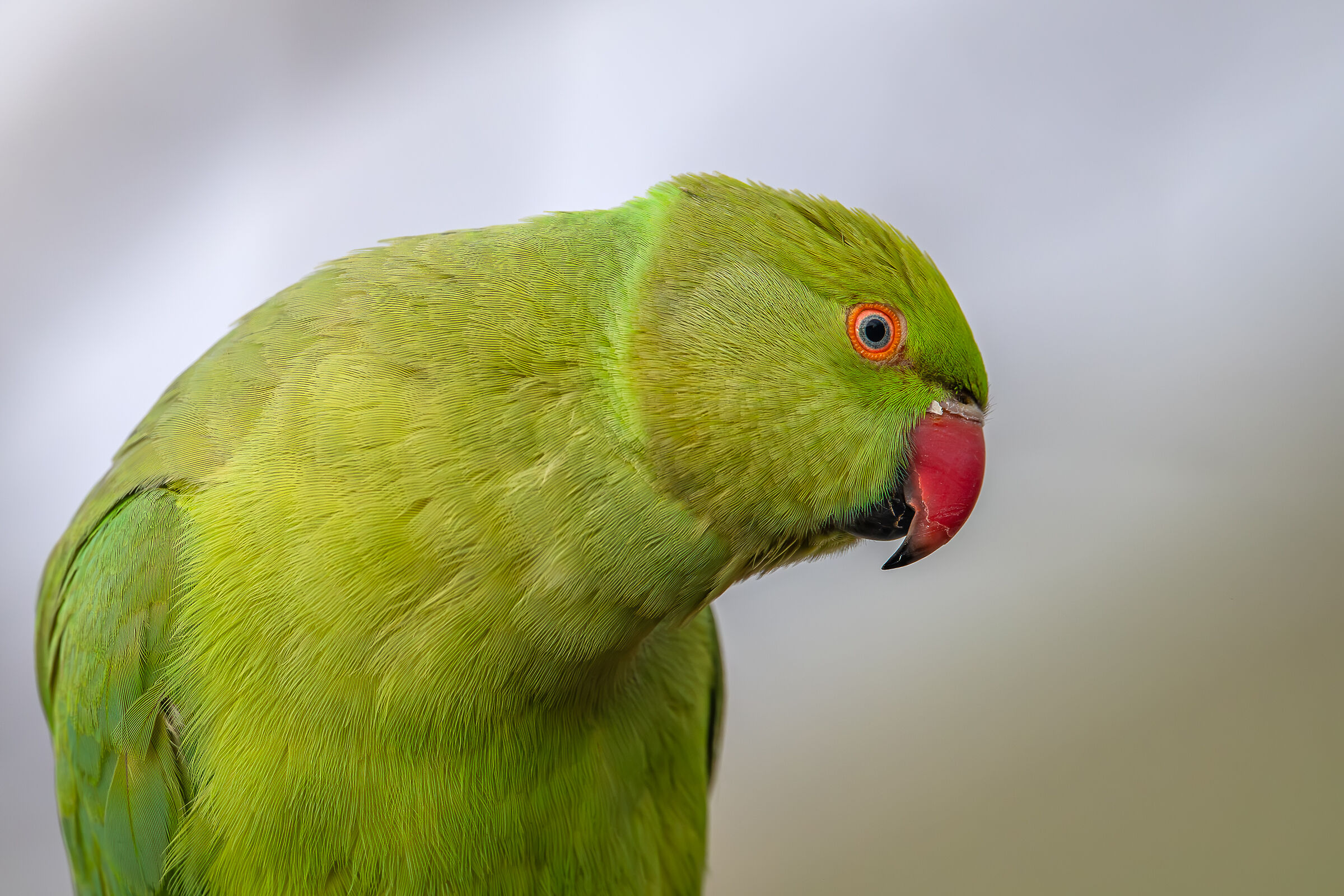 Parakeet #capannocora portrait