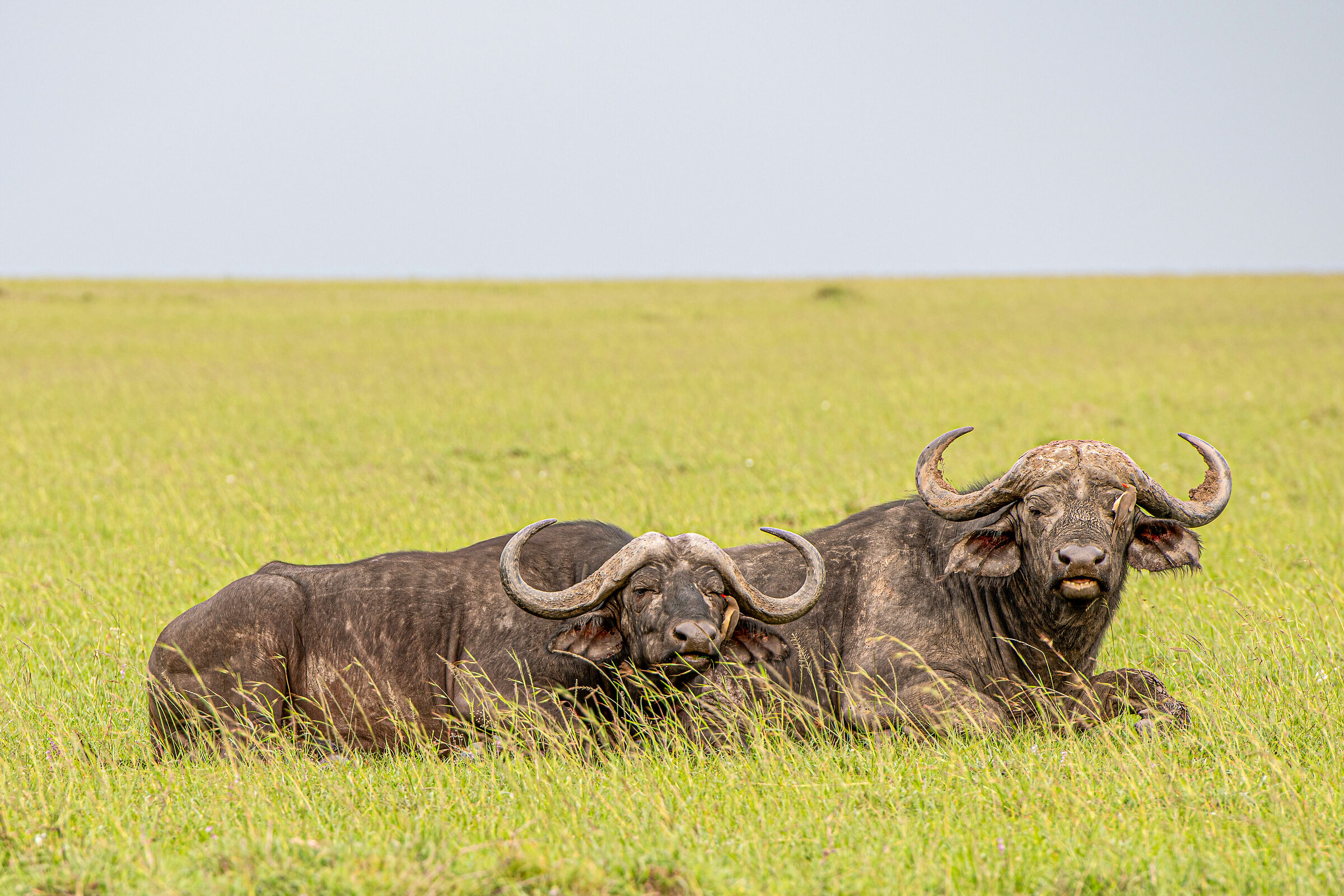 Masai Mara, coppia di bufali con Buphagus al lavoro