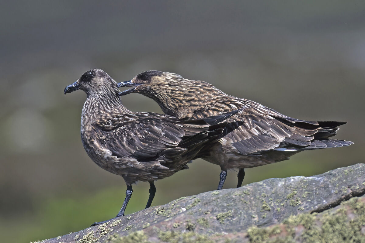 Major Skuas