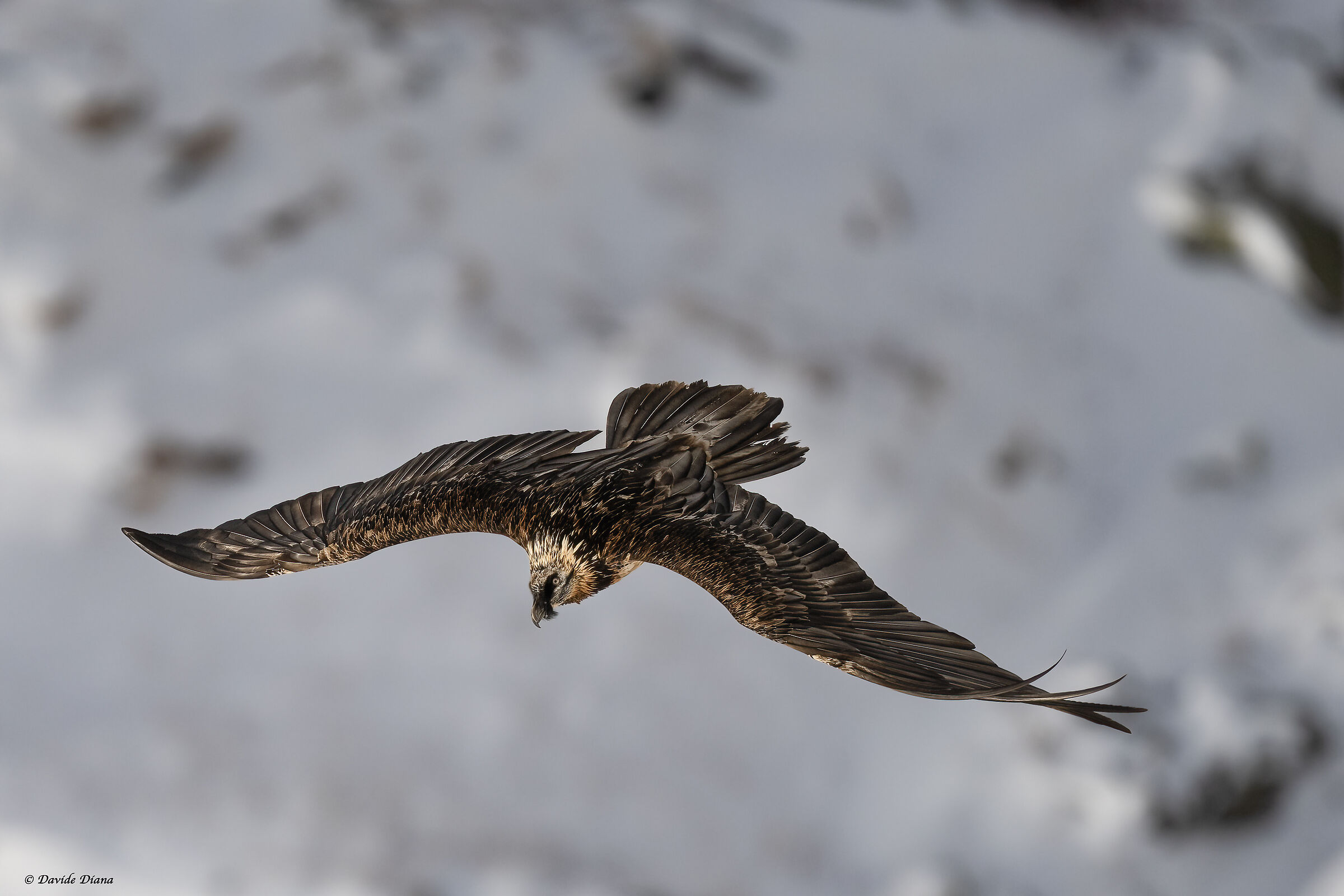 Gypaetus barbatus - Gran Paradiso National Park