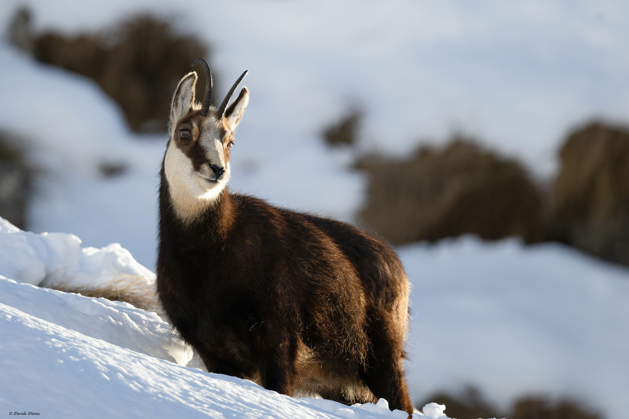 Chamois