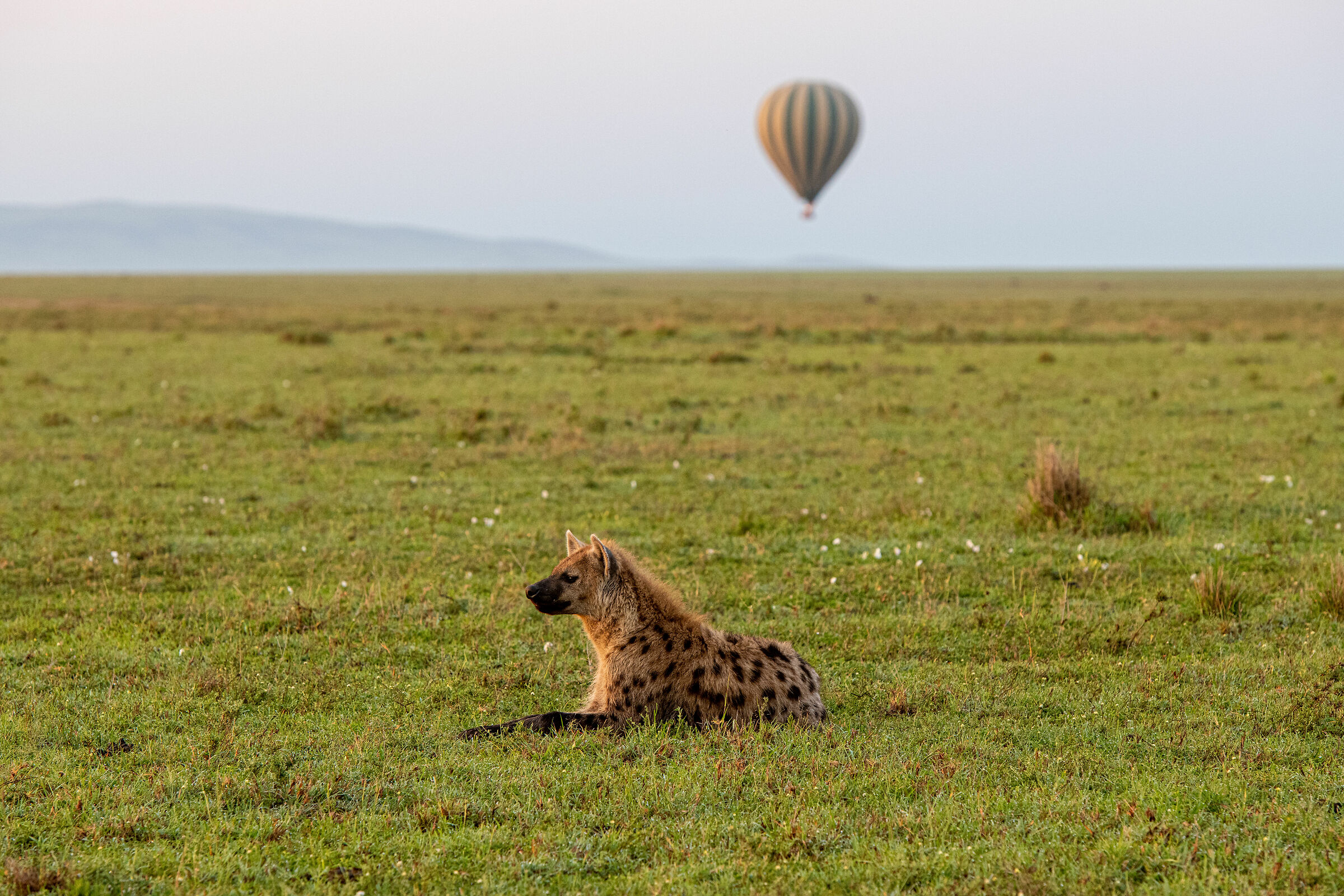 La iena e la mongolfiera