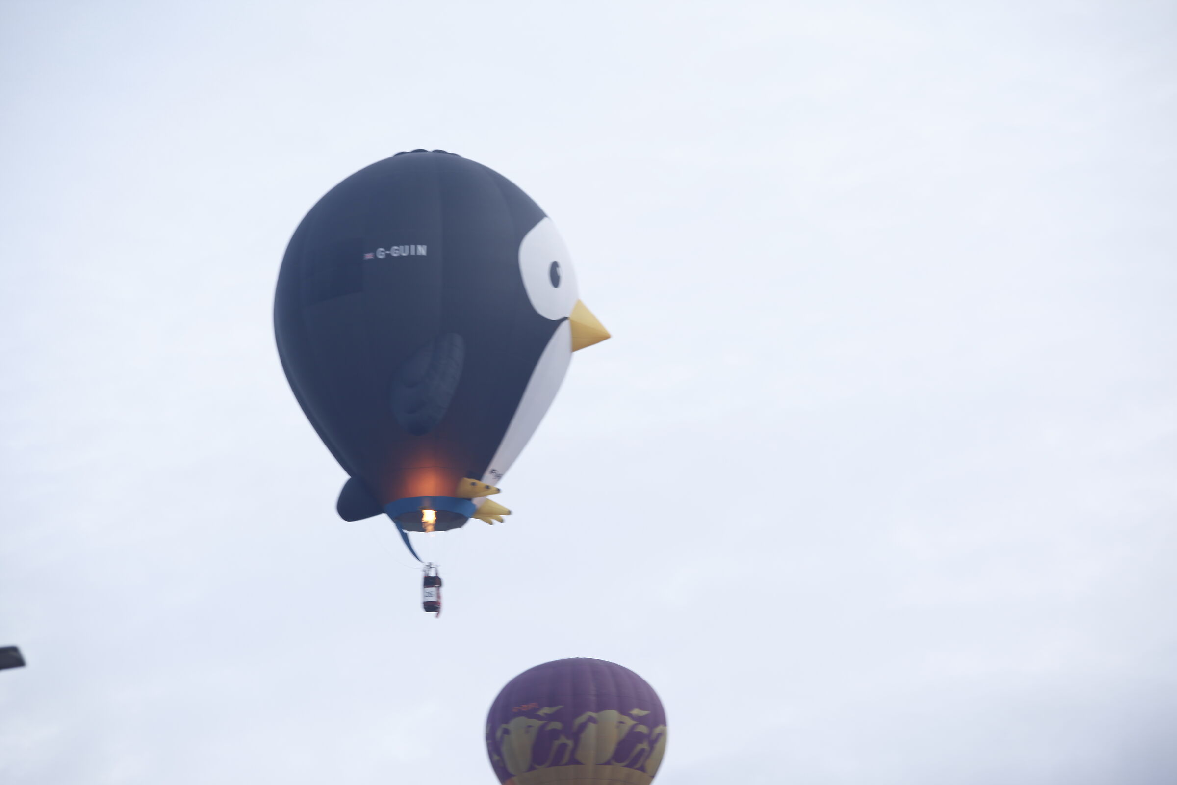 Pinguino volante (Mondovi raduno mongolfiere 2024