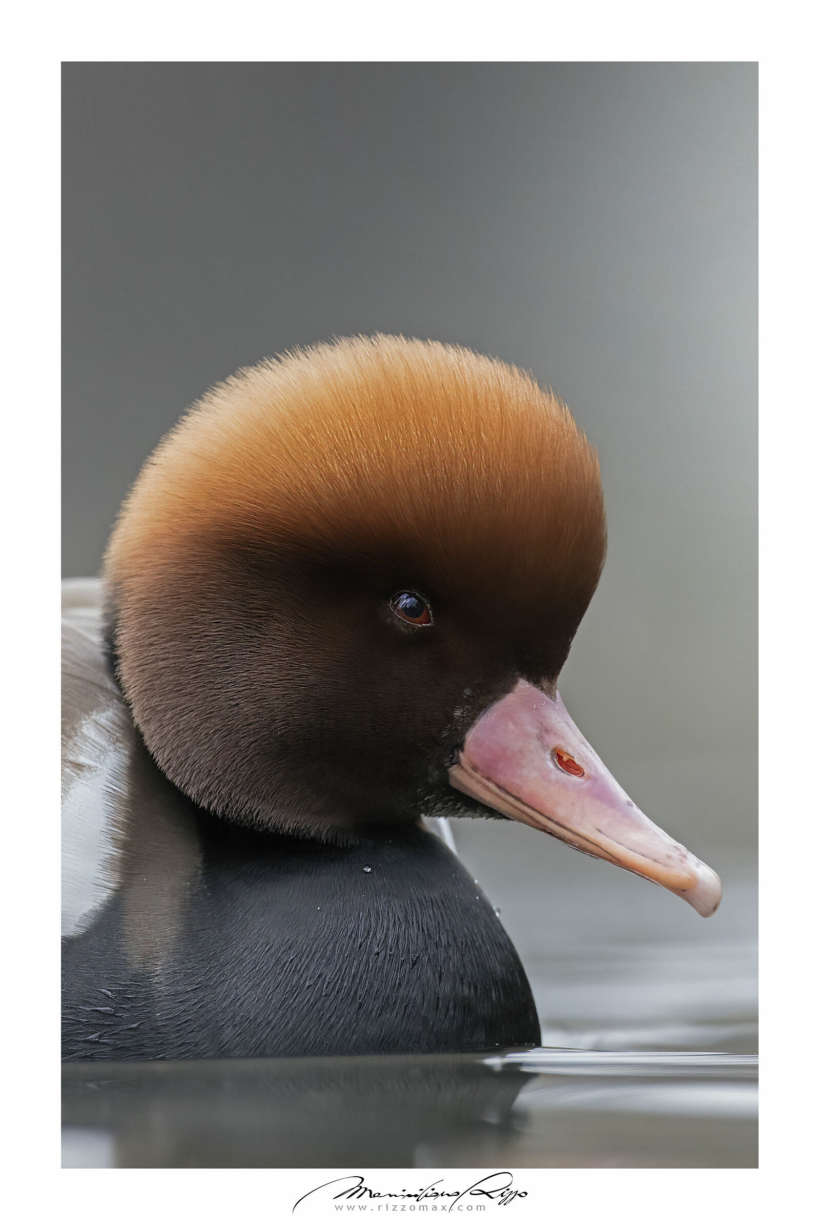 fistione turco "sorridente"