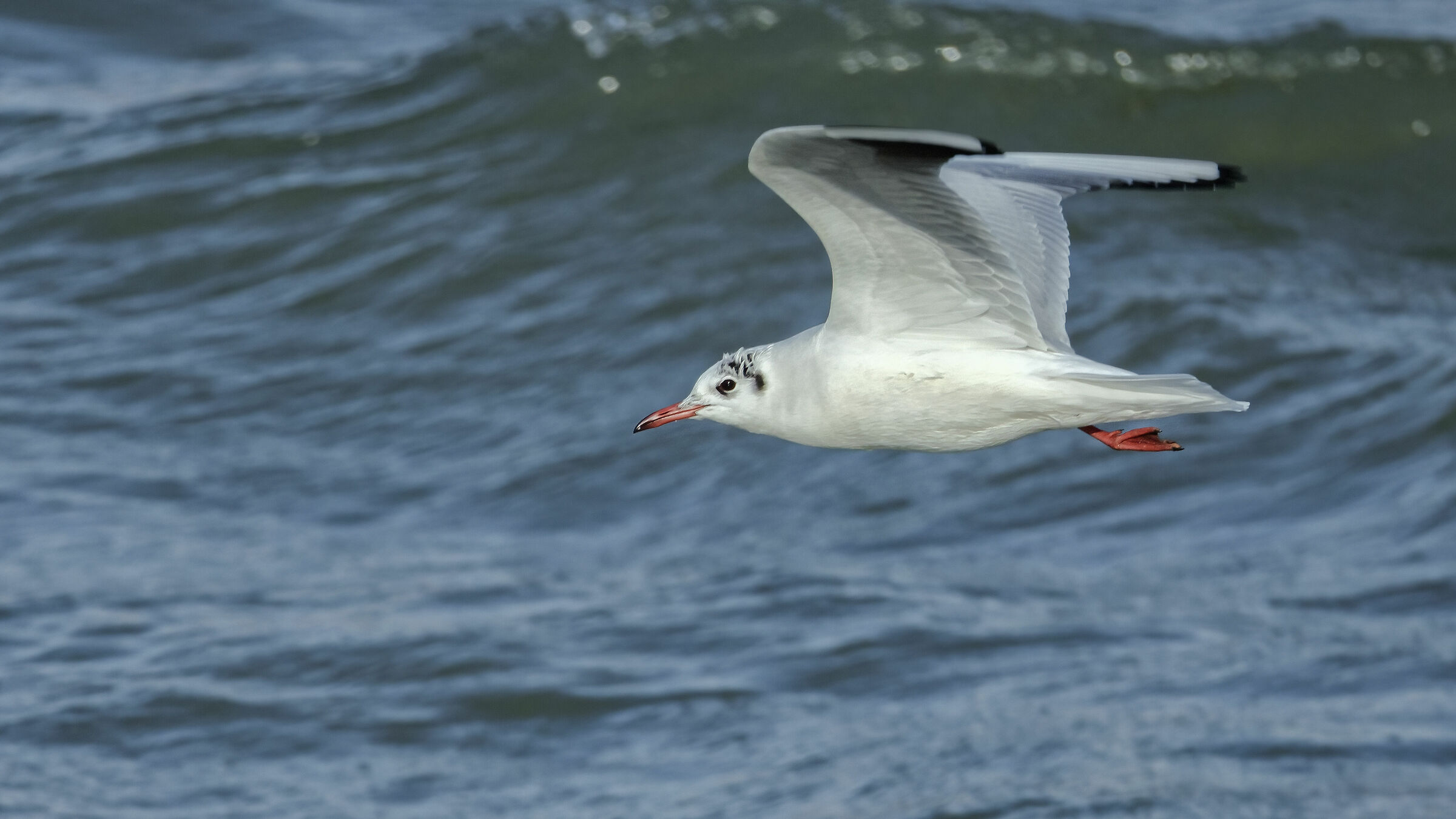 Larus ridibundus