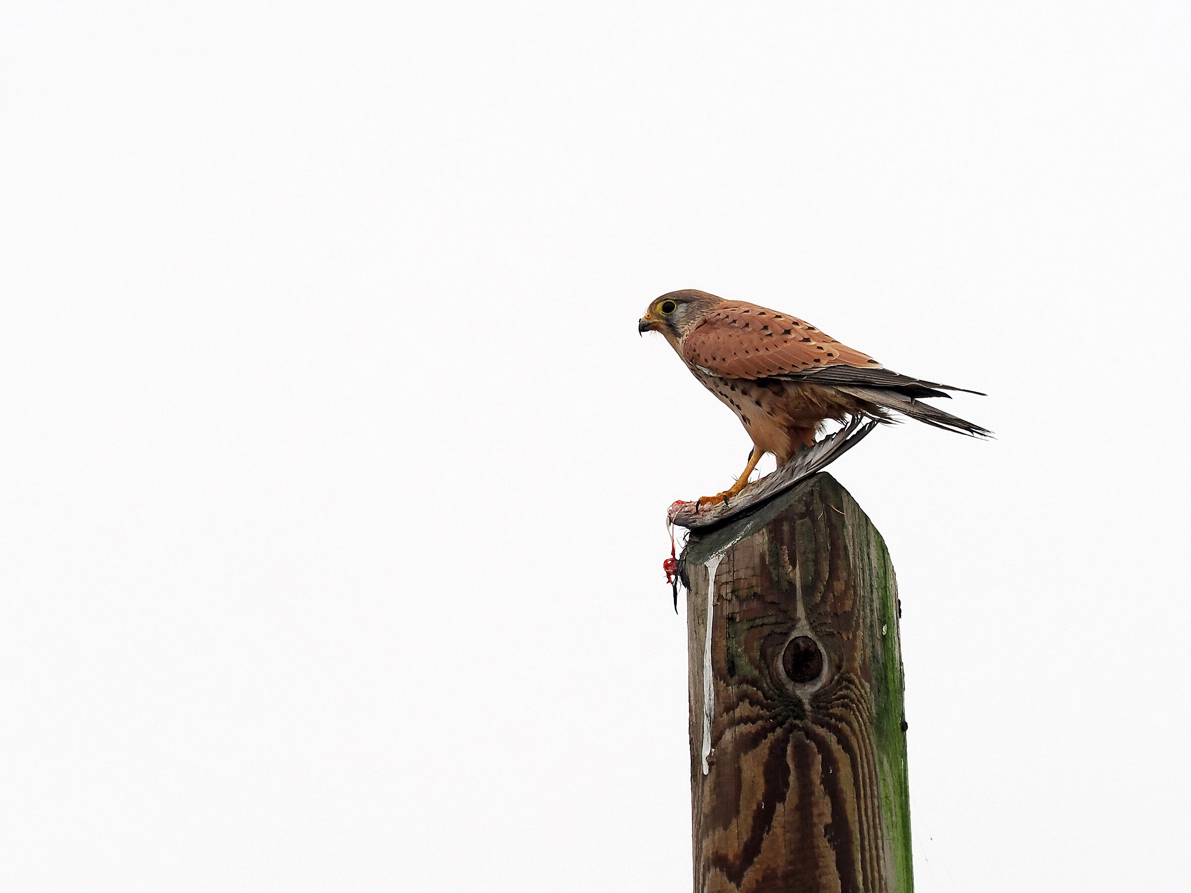 con i resti di un airone cenerino