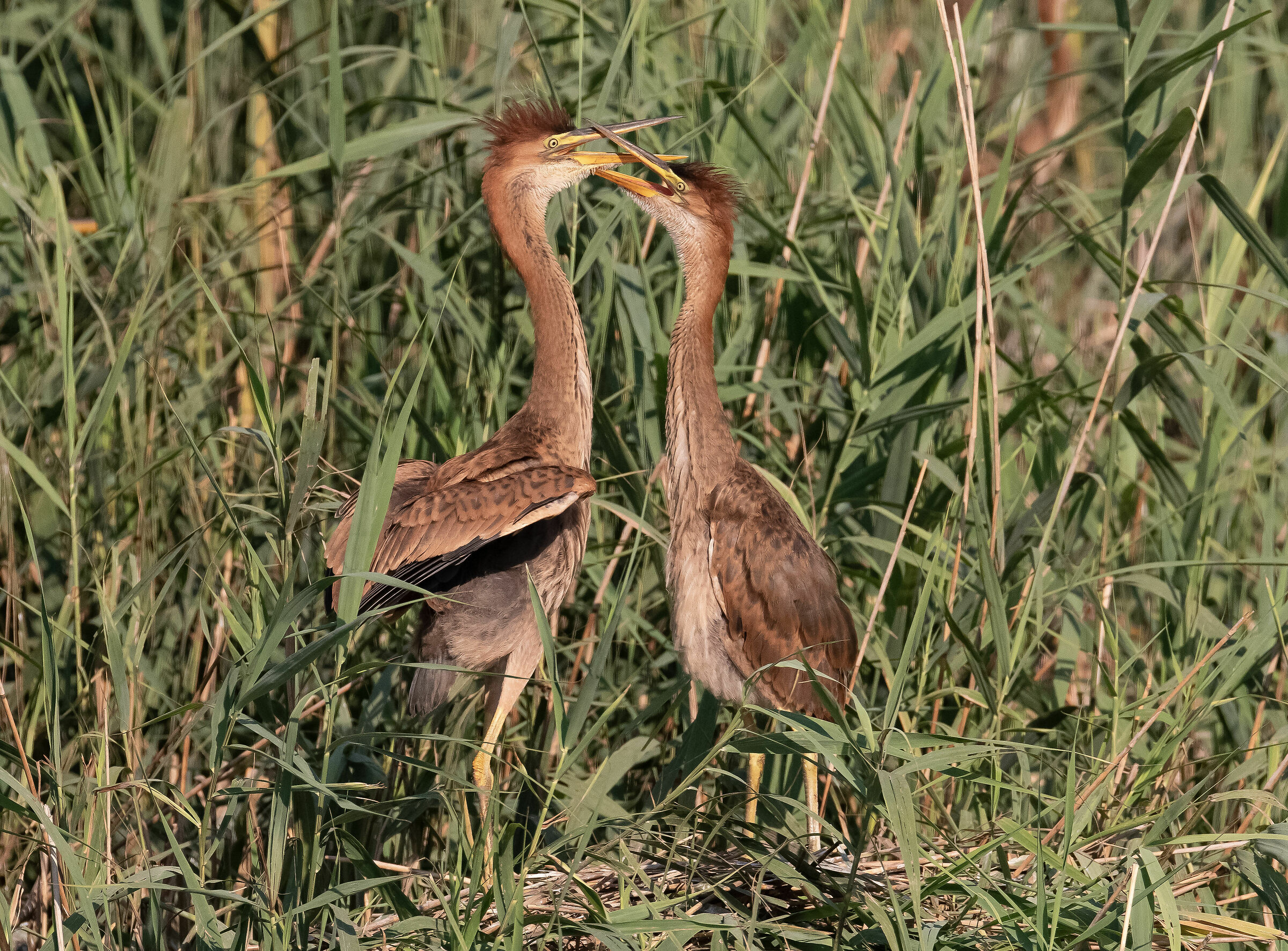 Young Purple Herons