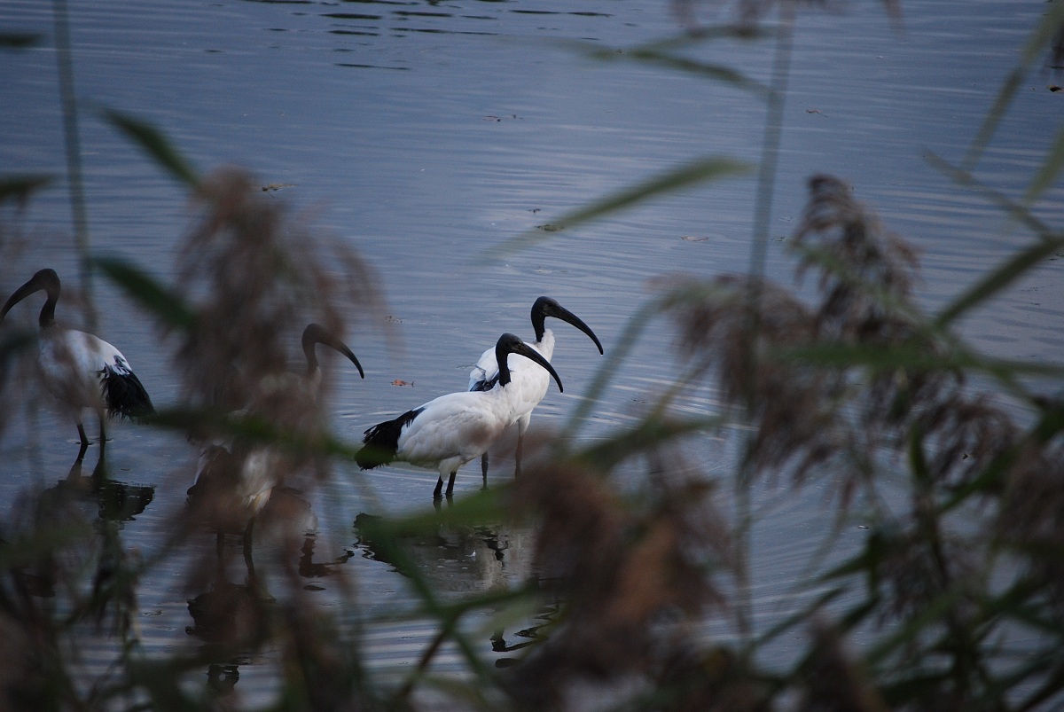 Ibis sacri del Nilo ... a Casalbeltrame (no)