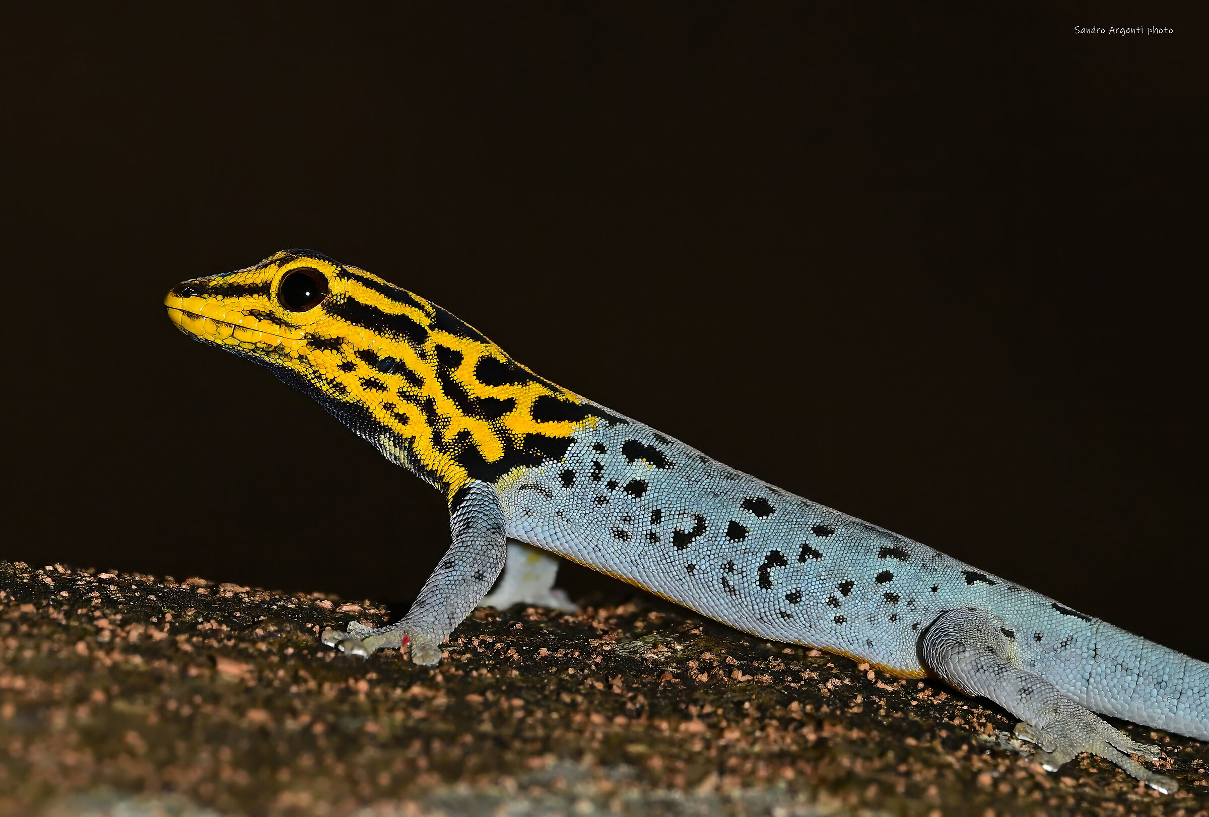 Geco nano dalla testa gialla