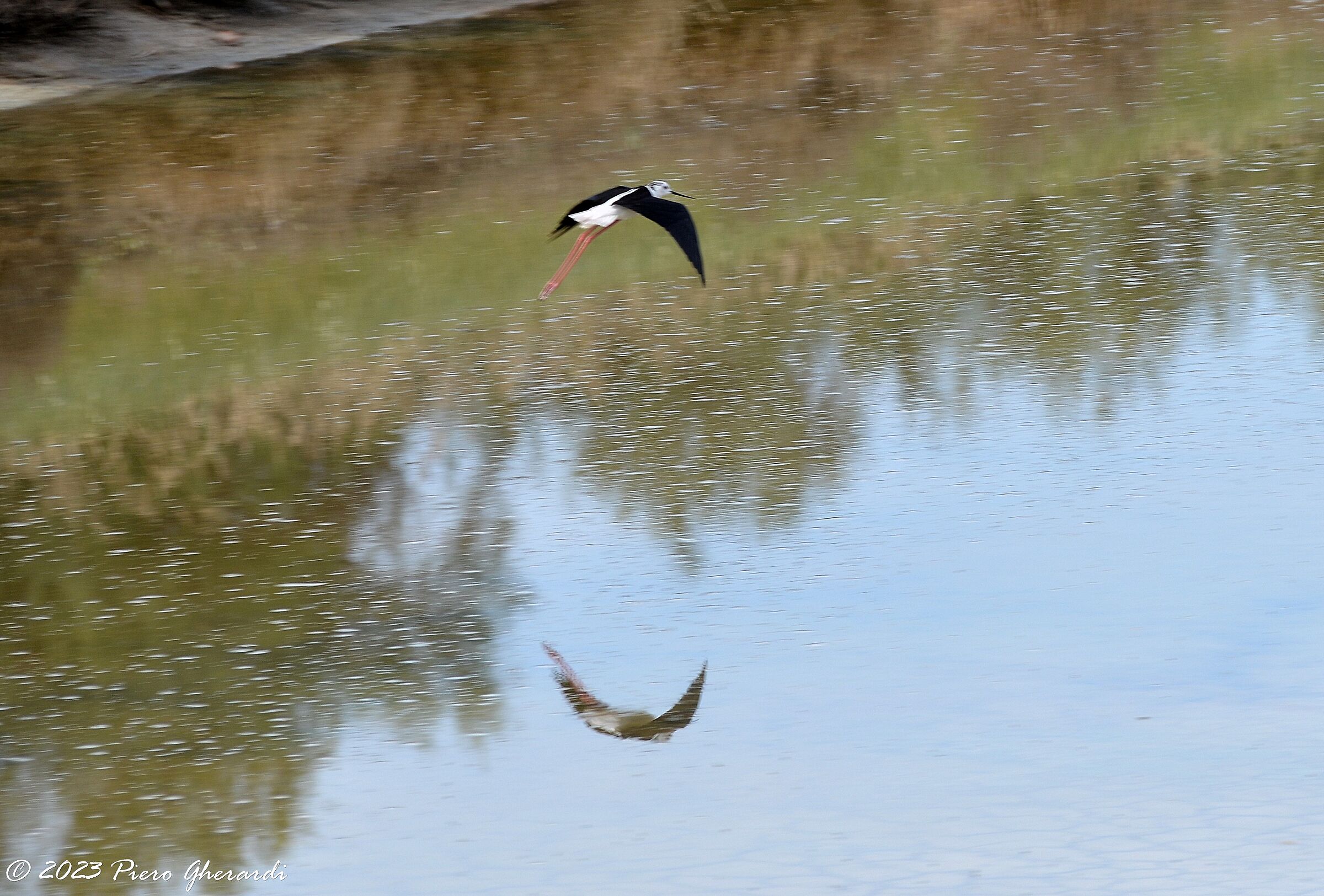 Saline di Cervia