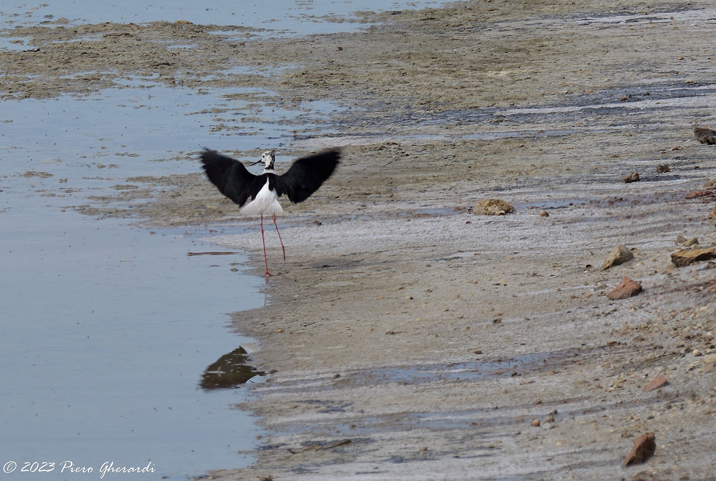 Saline di Cervia