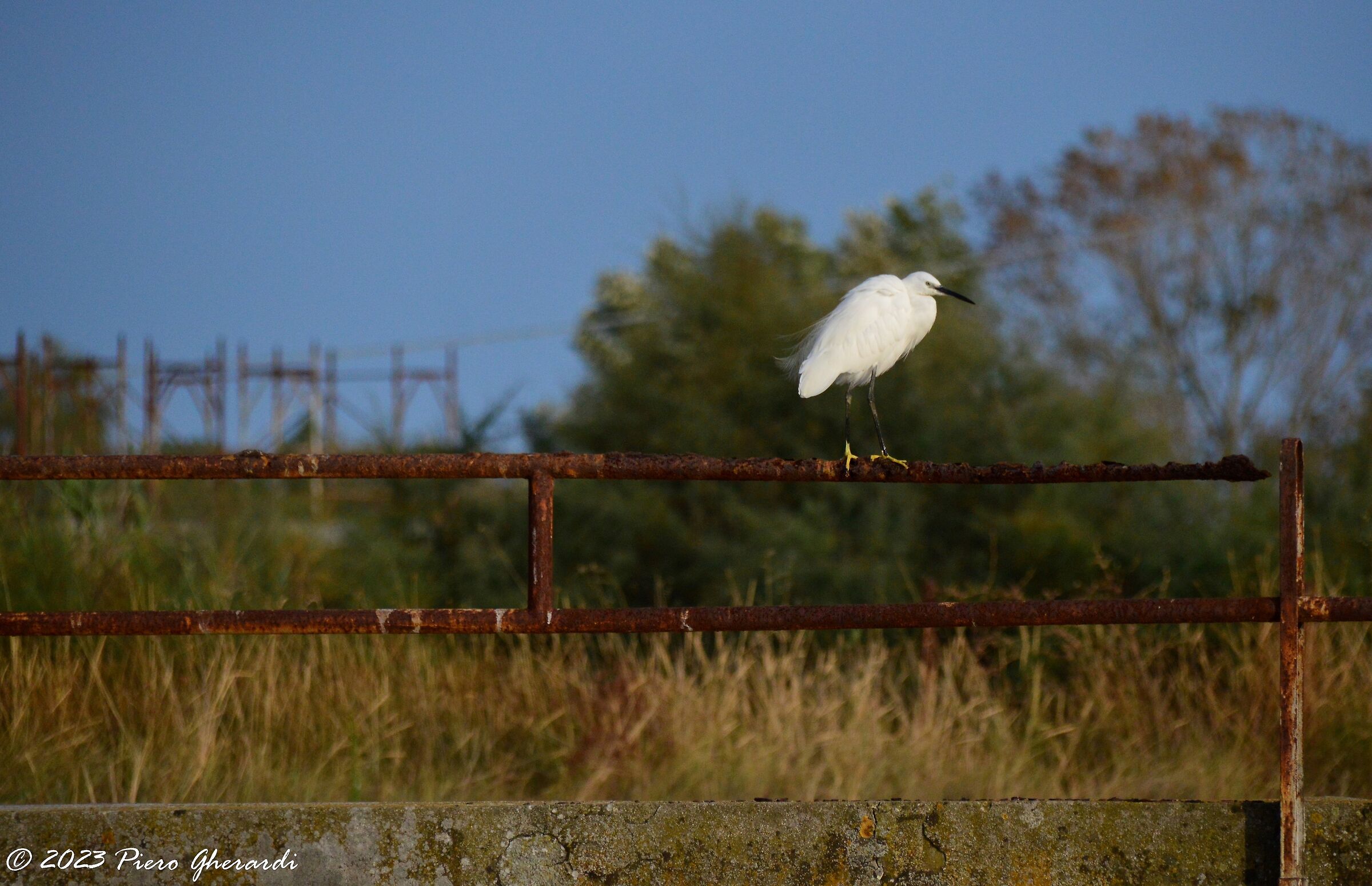 Saline di Cervia