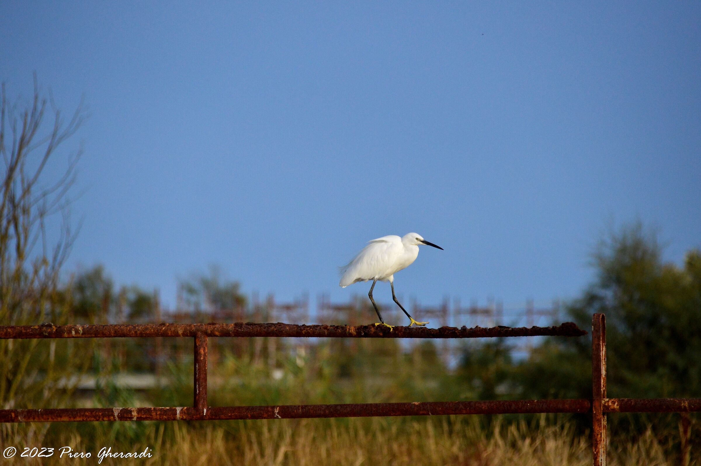 Saline di Cervia