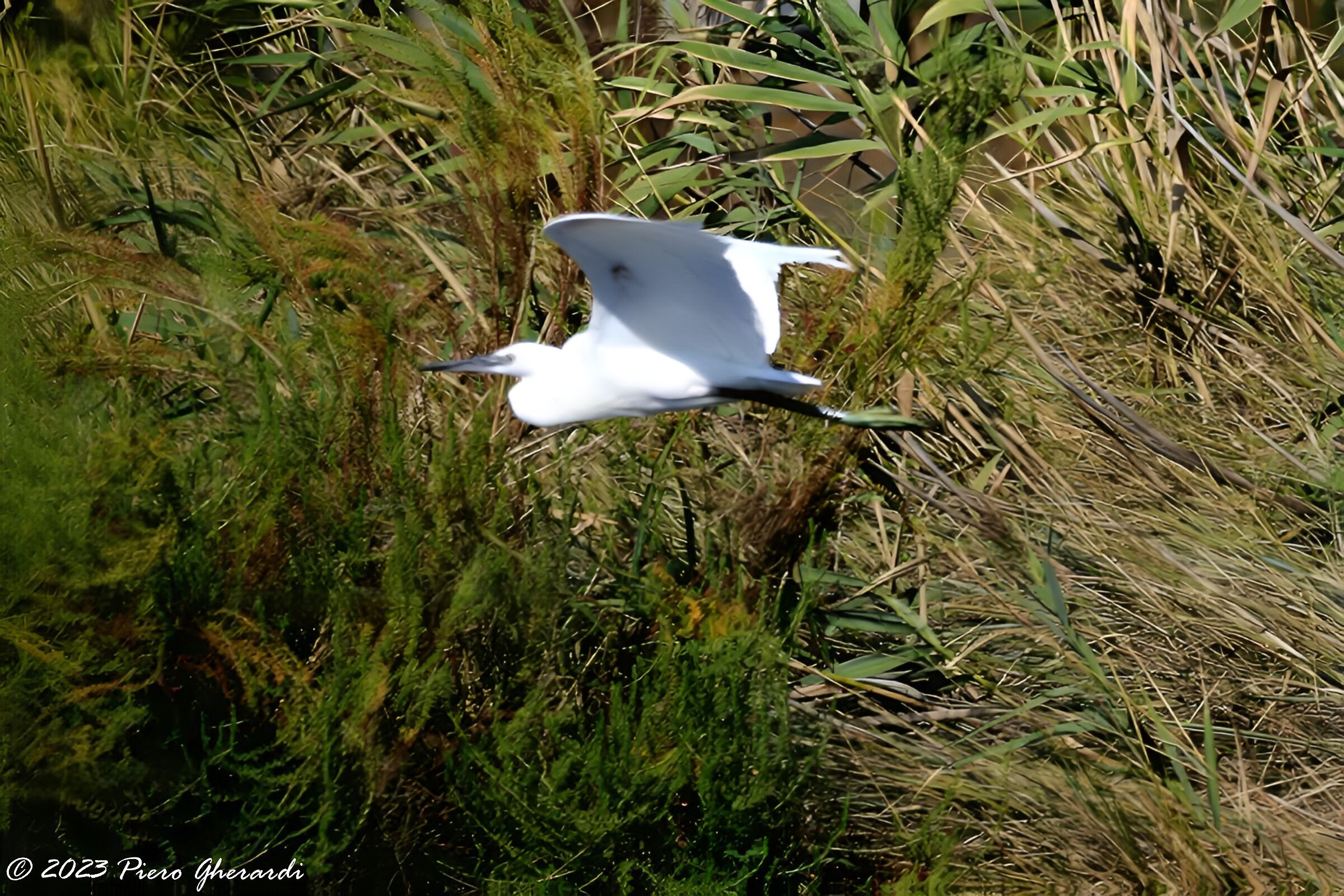 Saline di Cervia