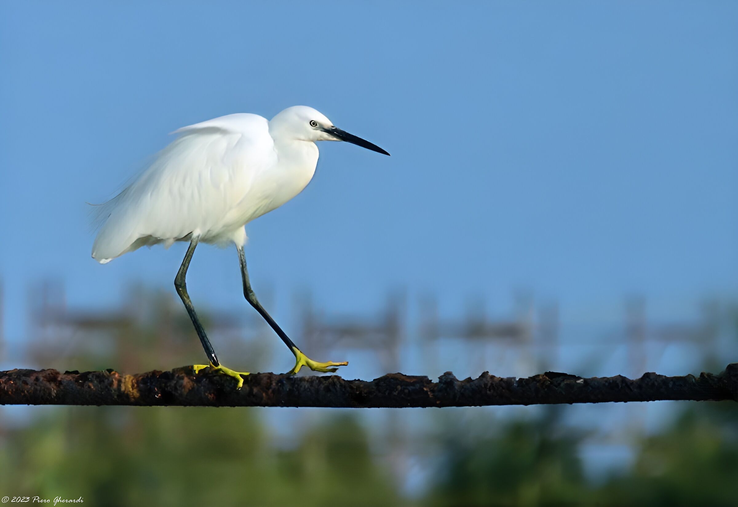 Saline di Cervia