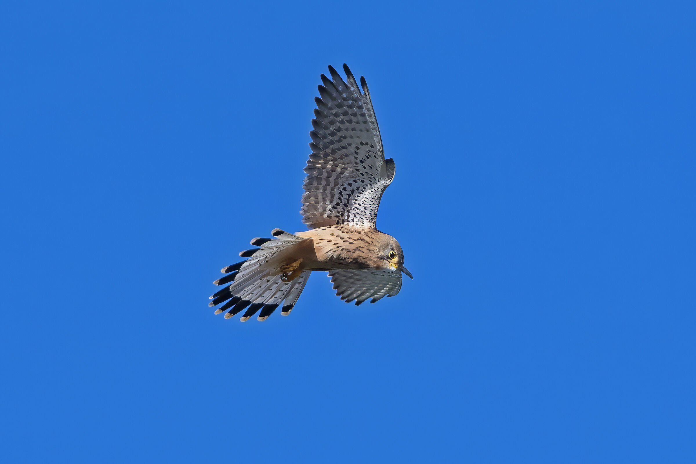 Kestrel