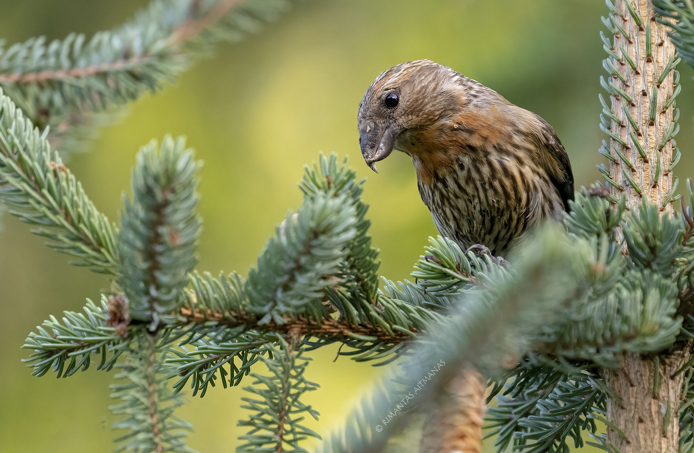 Curvirostra di Loxia
