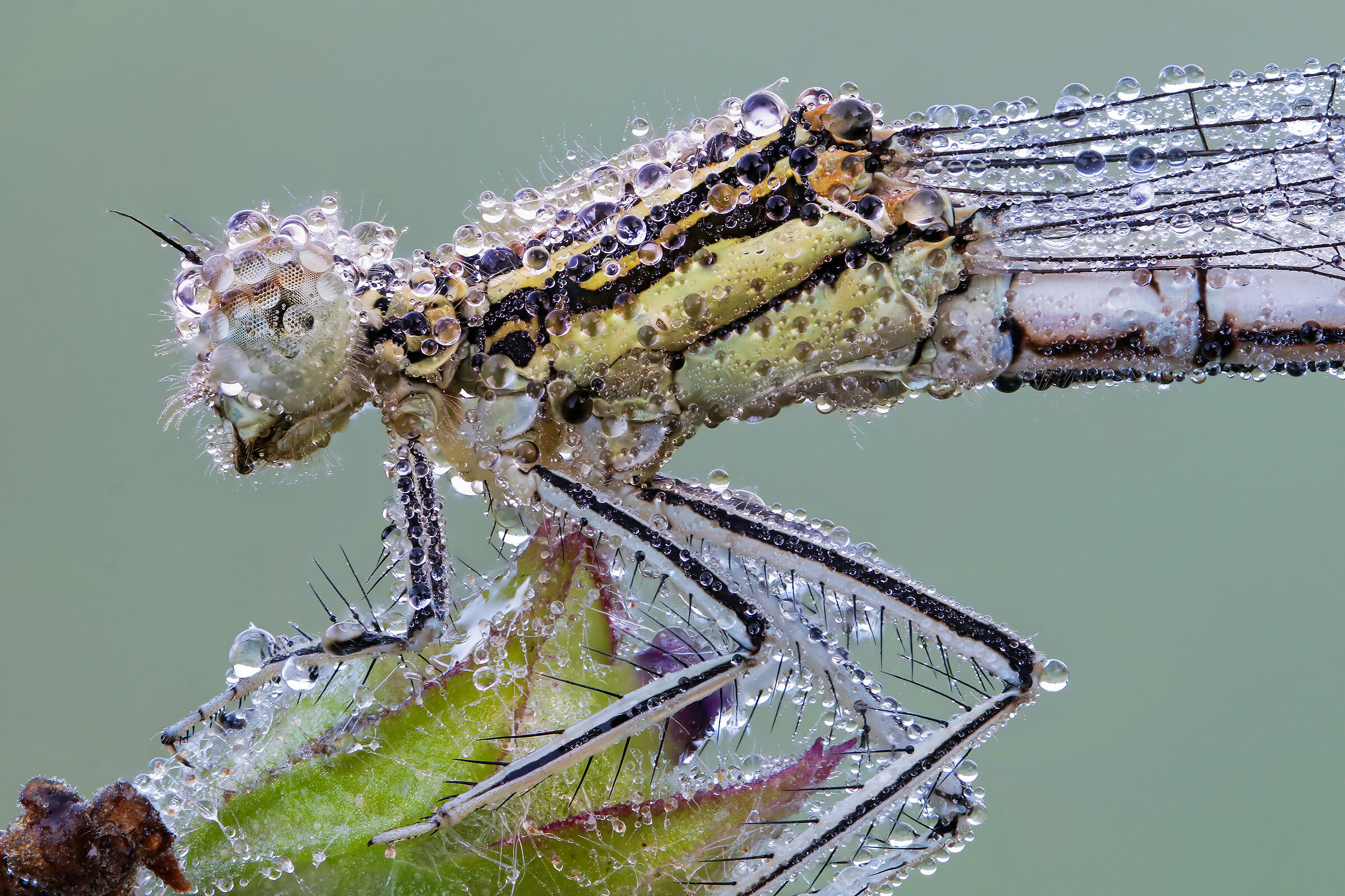 Platycnemis pennipes