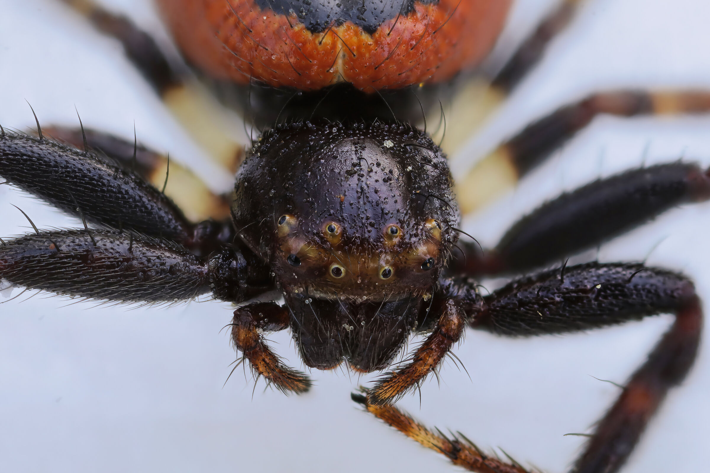 Synema globosum (Napoleon spider)