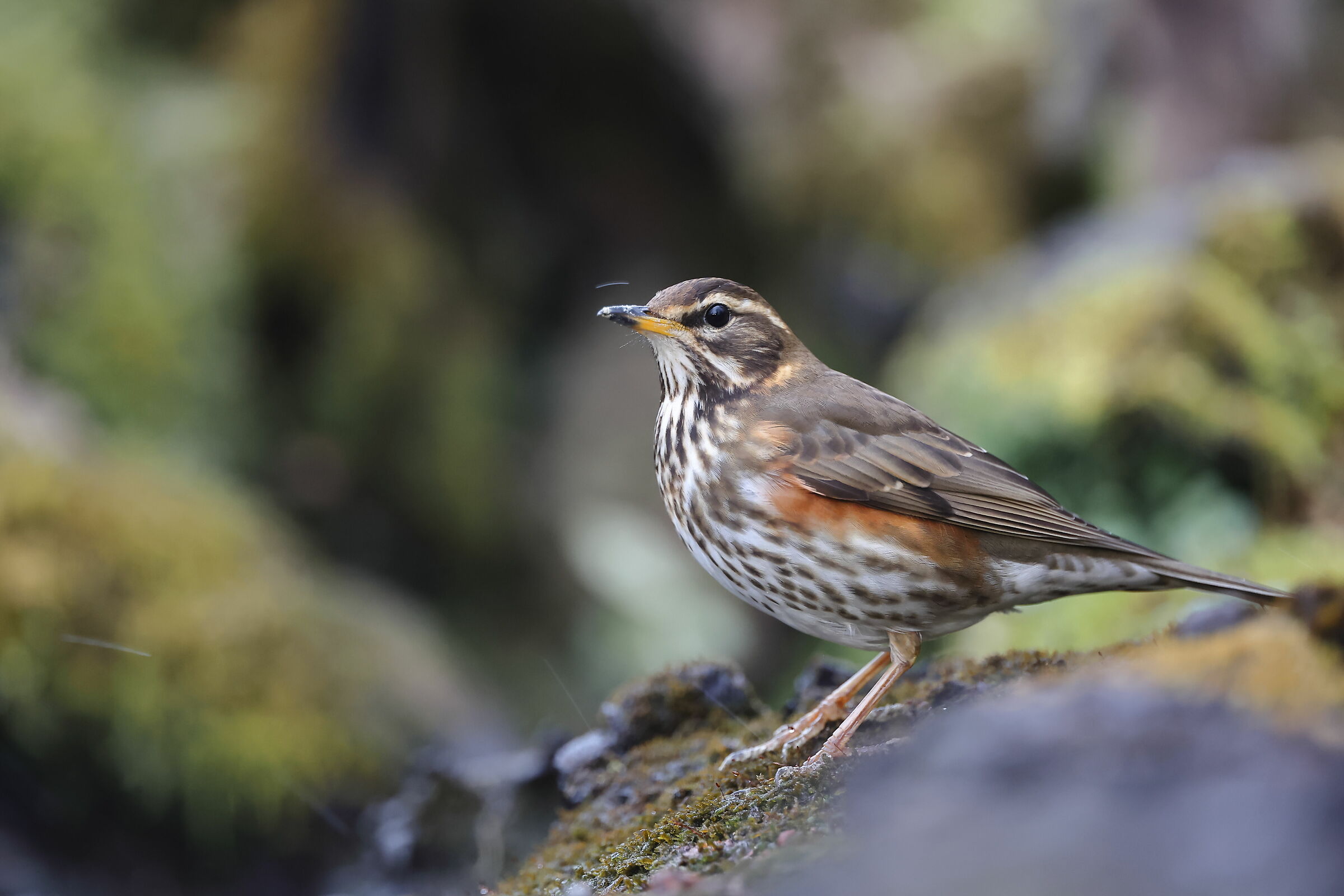 Redwing