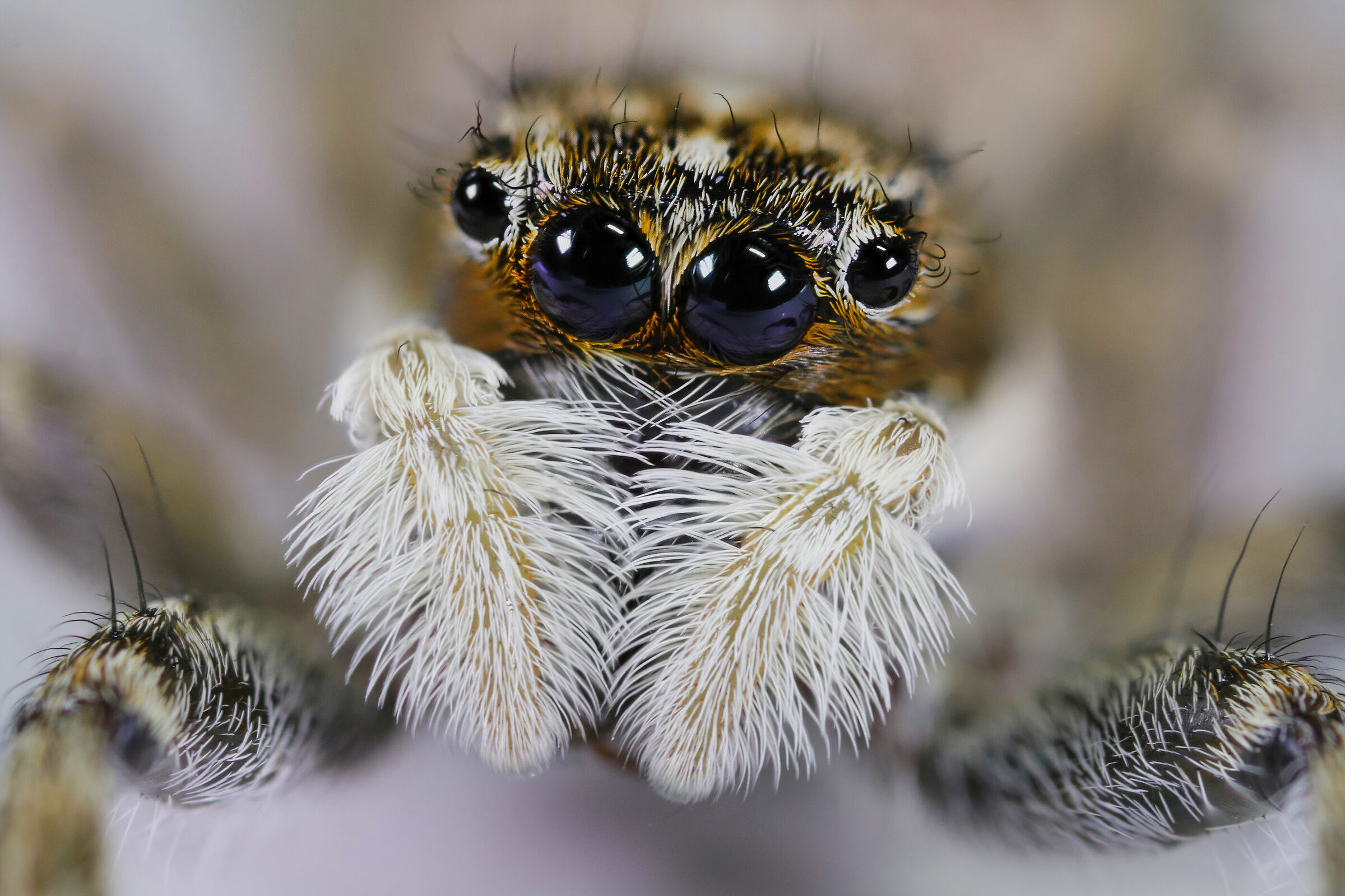 Menemerus semilimbatus