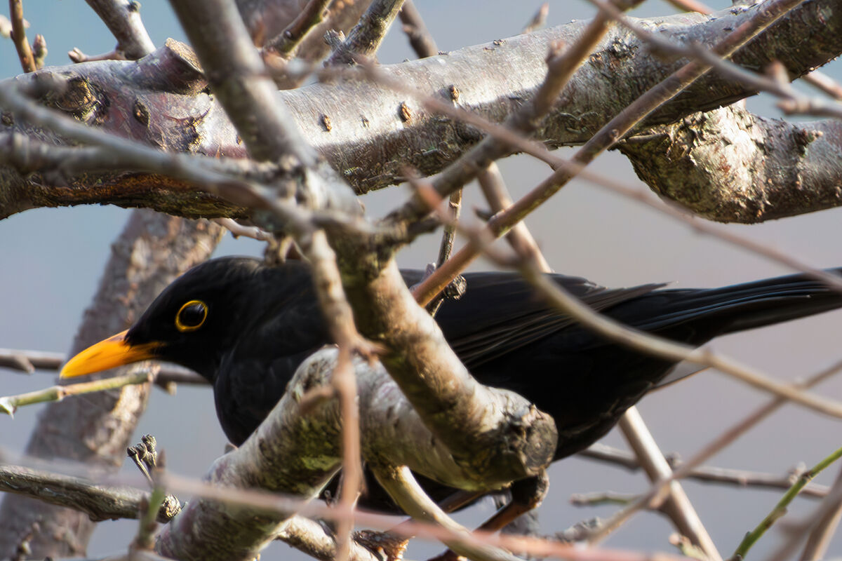 Male blackbird