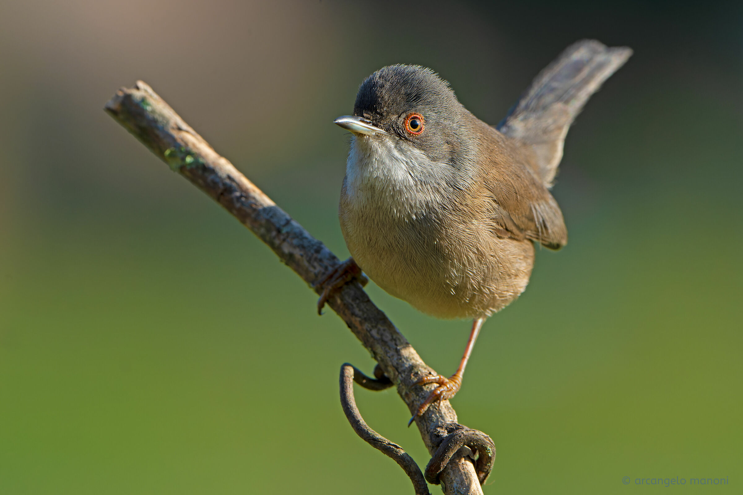 The Female of Baked Eye