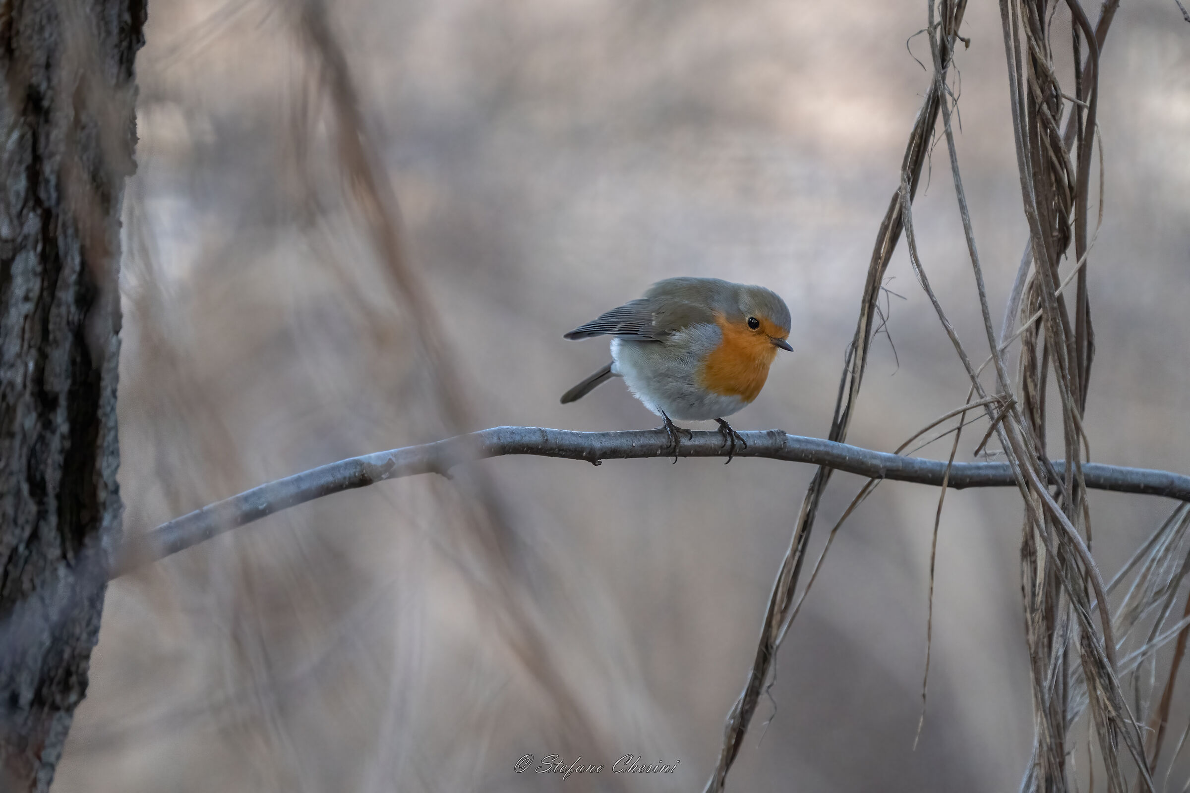 Robin Lago di Levico