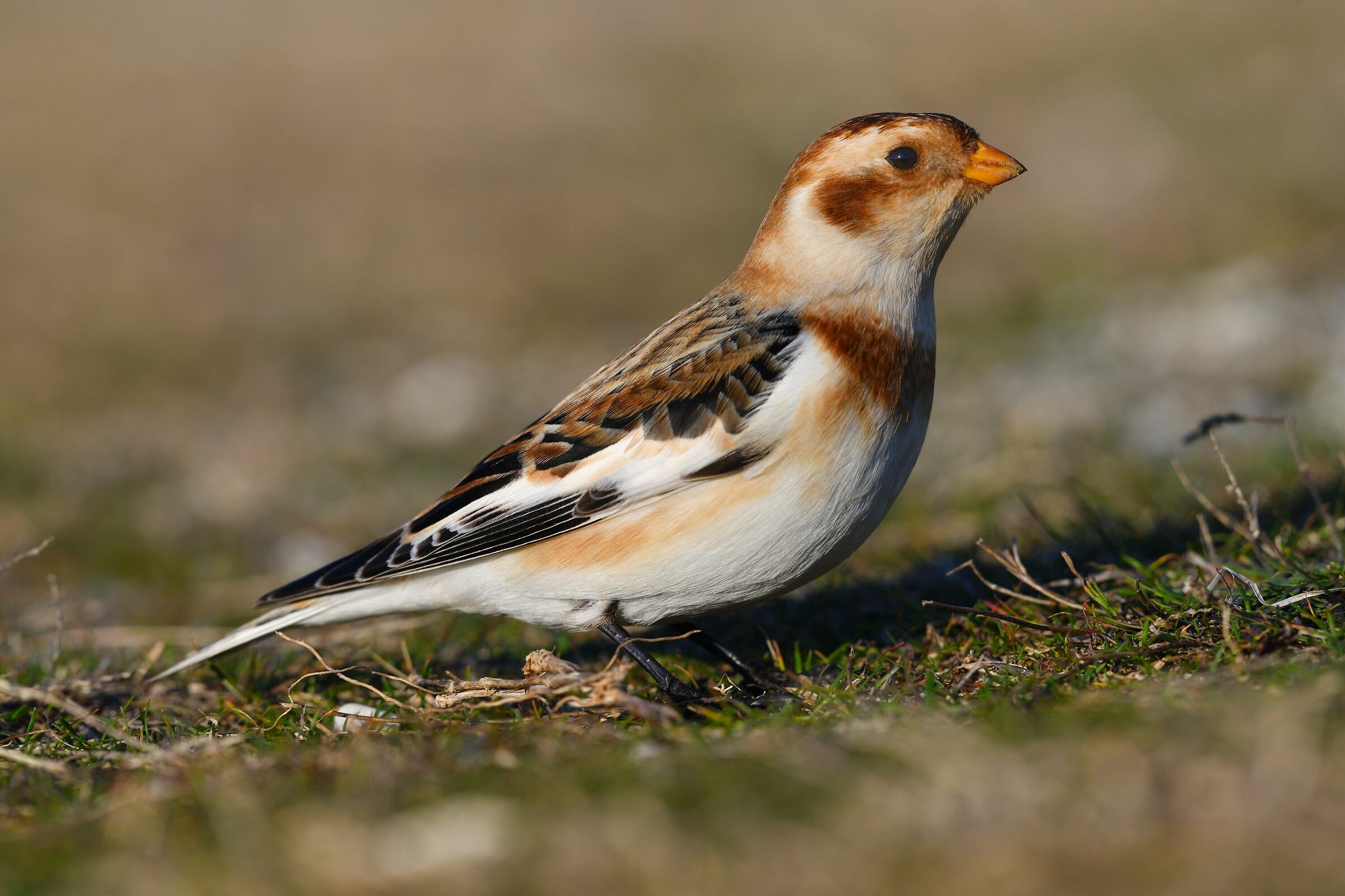 Snow bunting on alert...