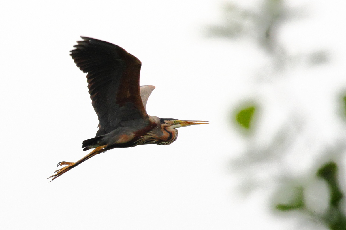 Purple Heron
