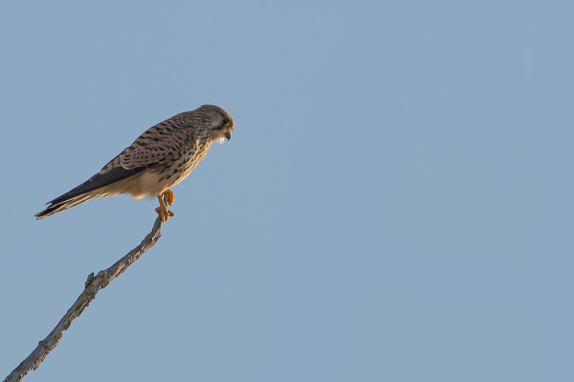 Kestrel