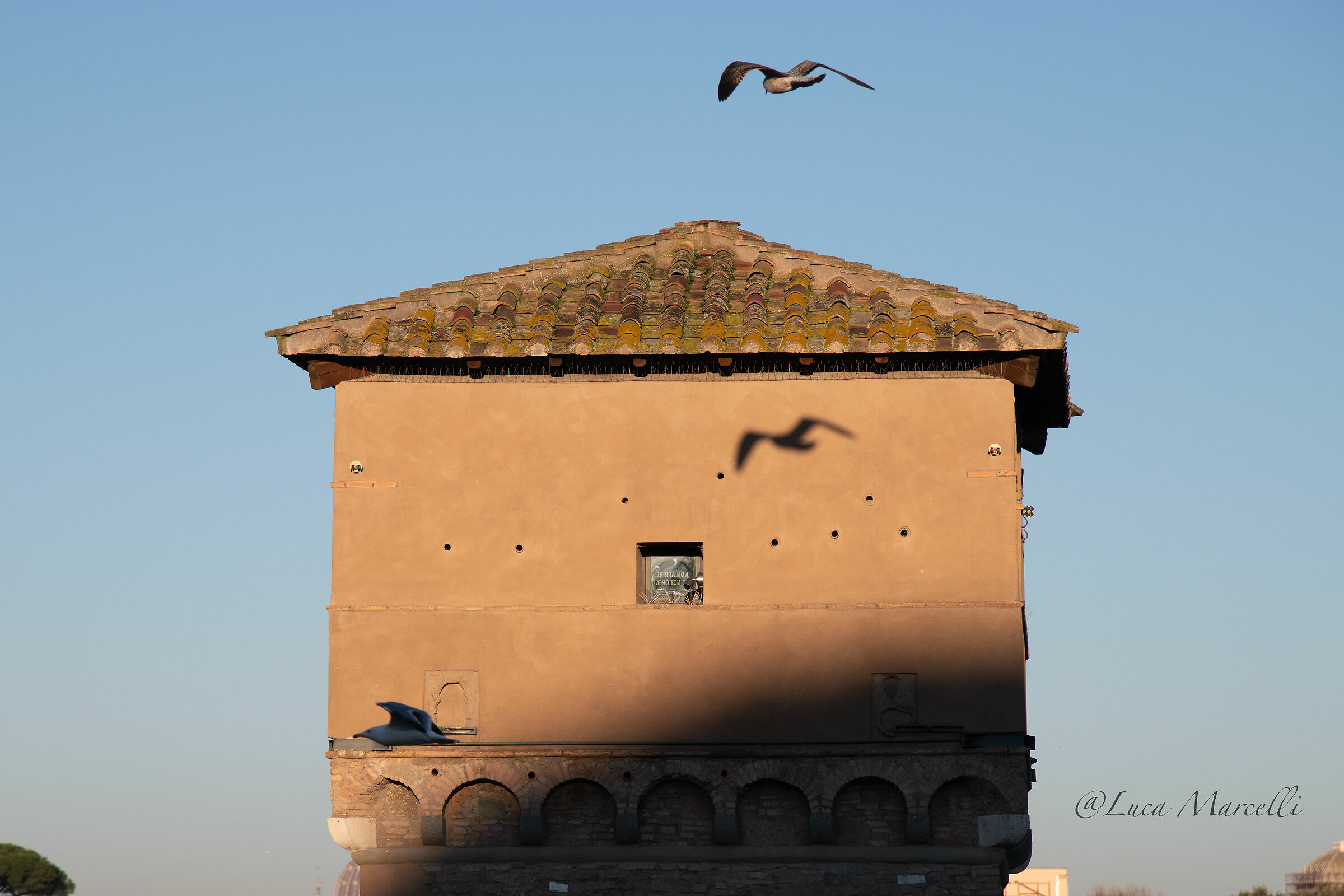 The seagull of the Circus Maximus