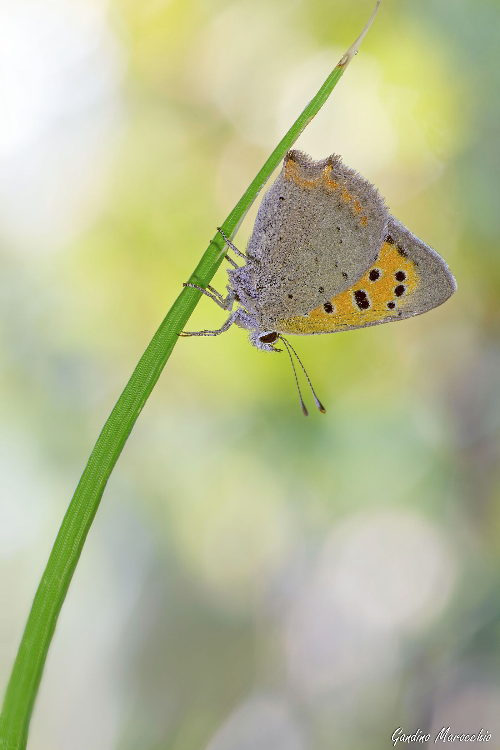 Lycaena Dispar