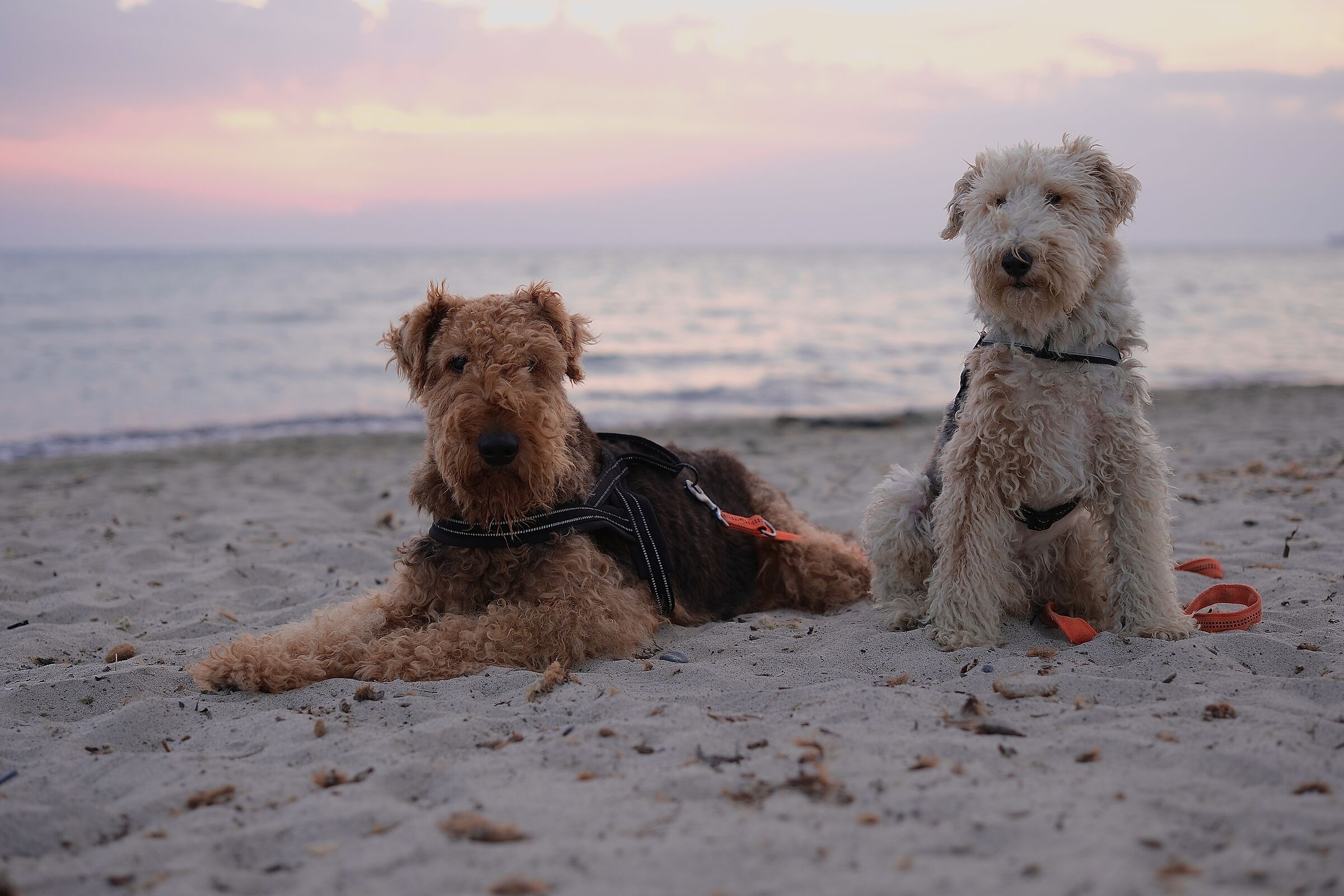 Pandoro, e quello che fu, il mio Bob