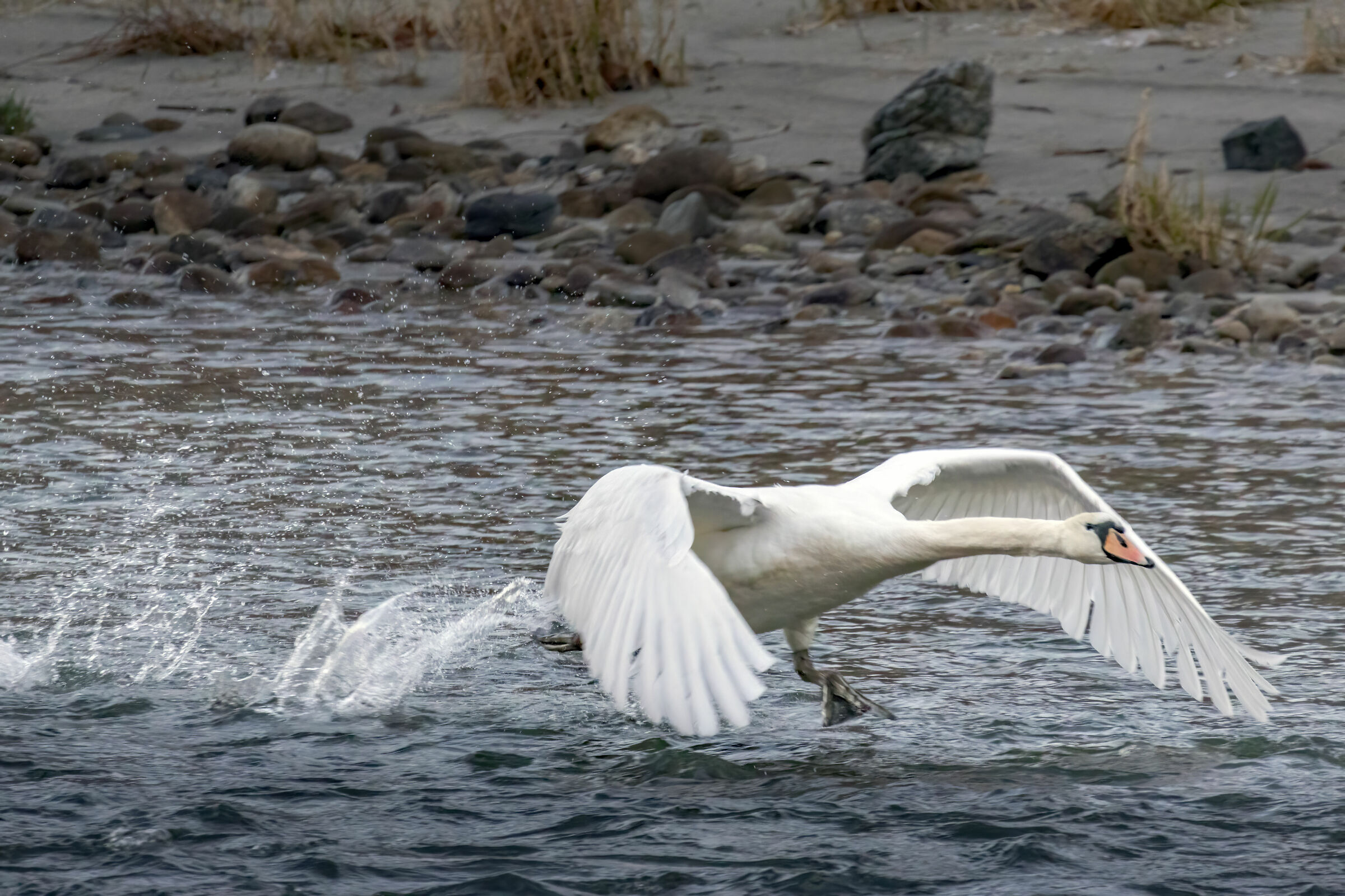 Cigno spicca il volo