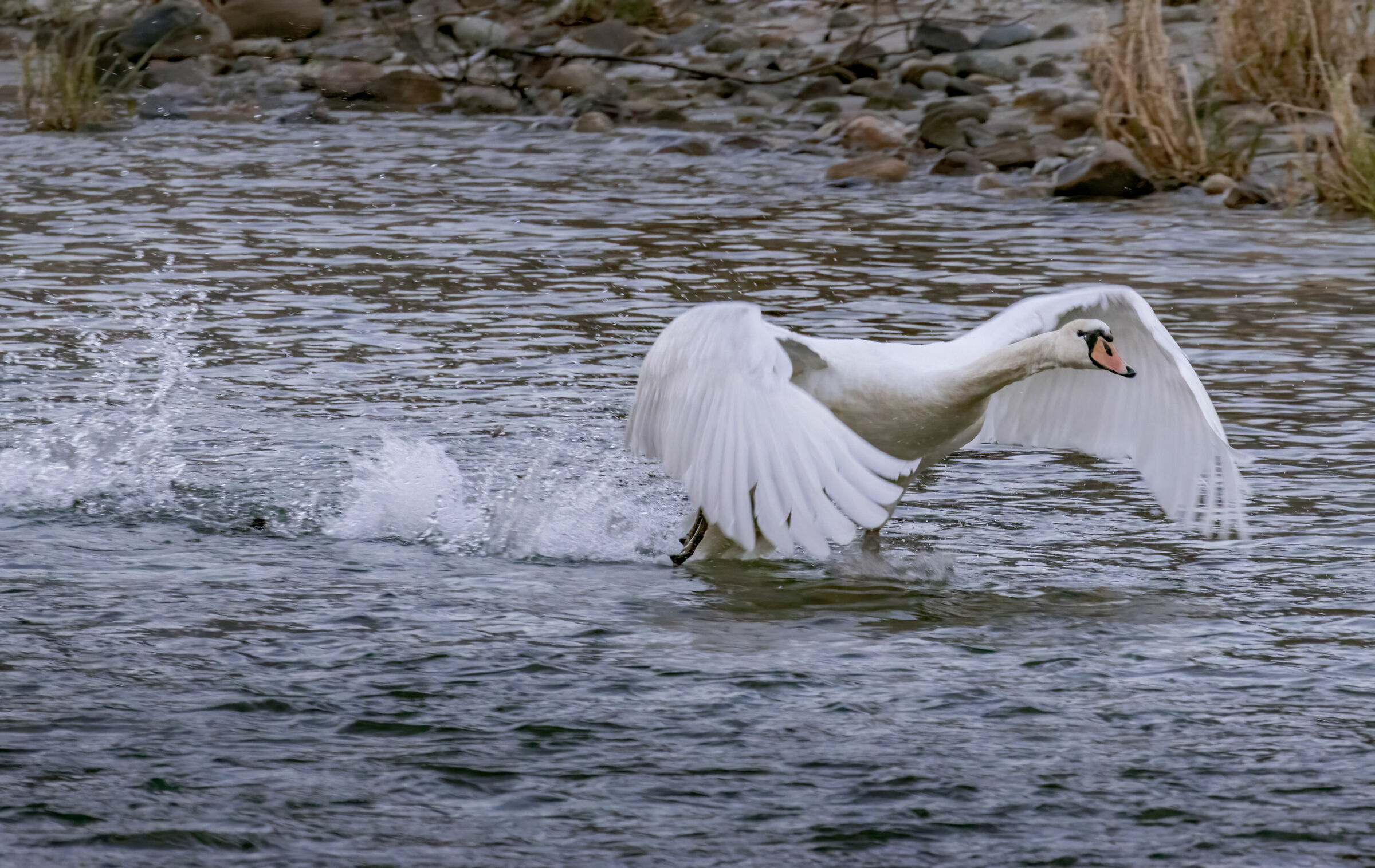 Cigno spicca il volo