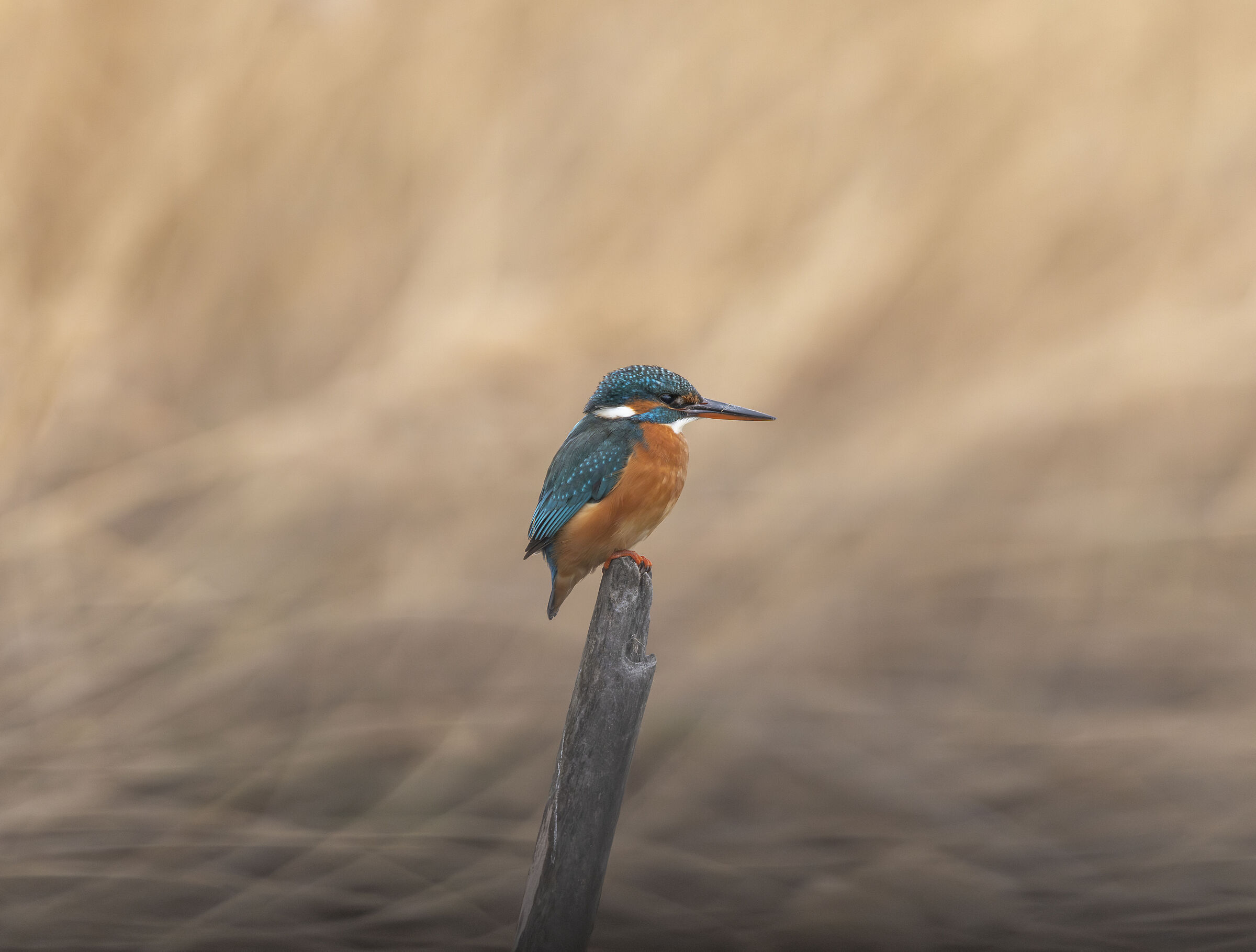 Kingfisher