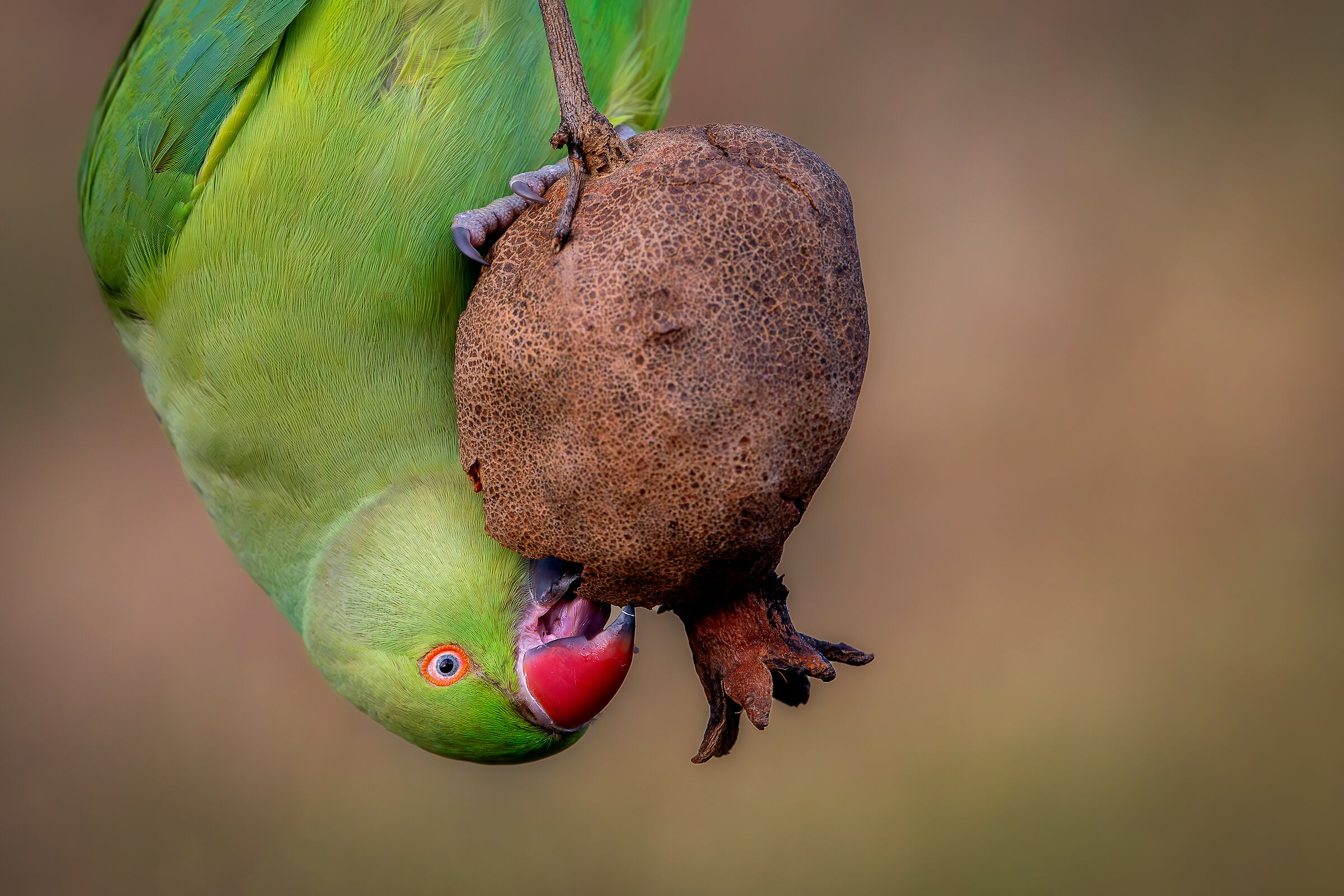 Parakeet #capannocora