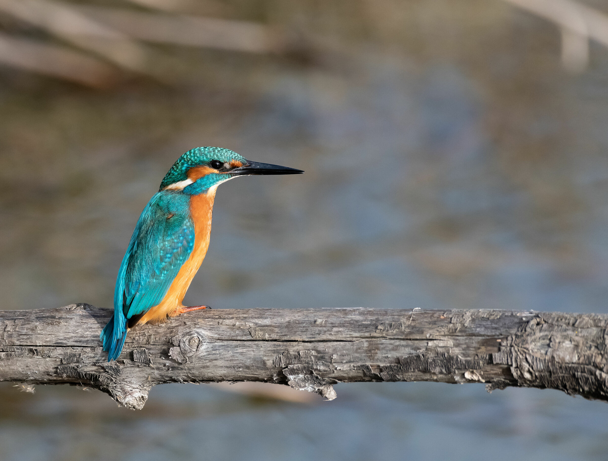 Kingfisher